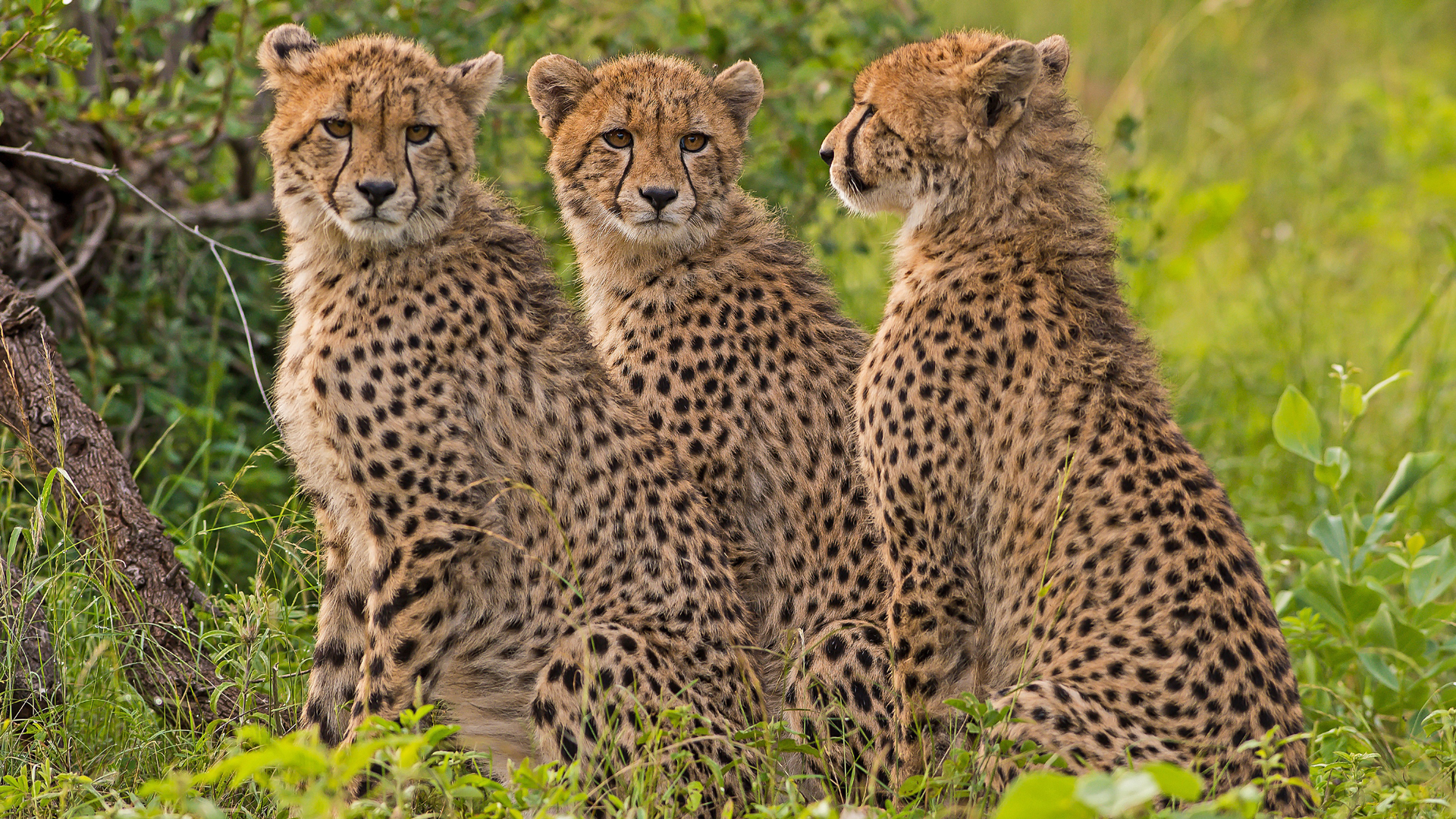 三只年轻的猎豹