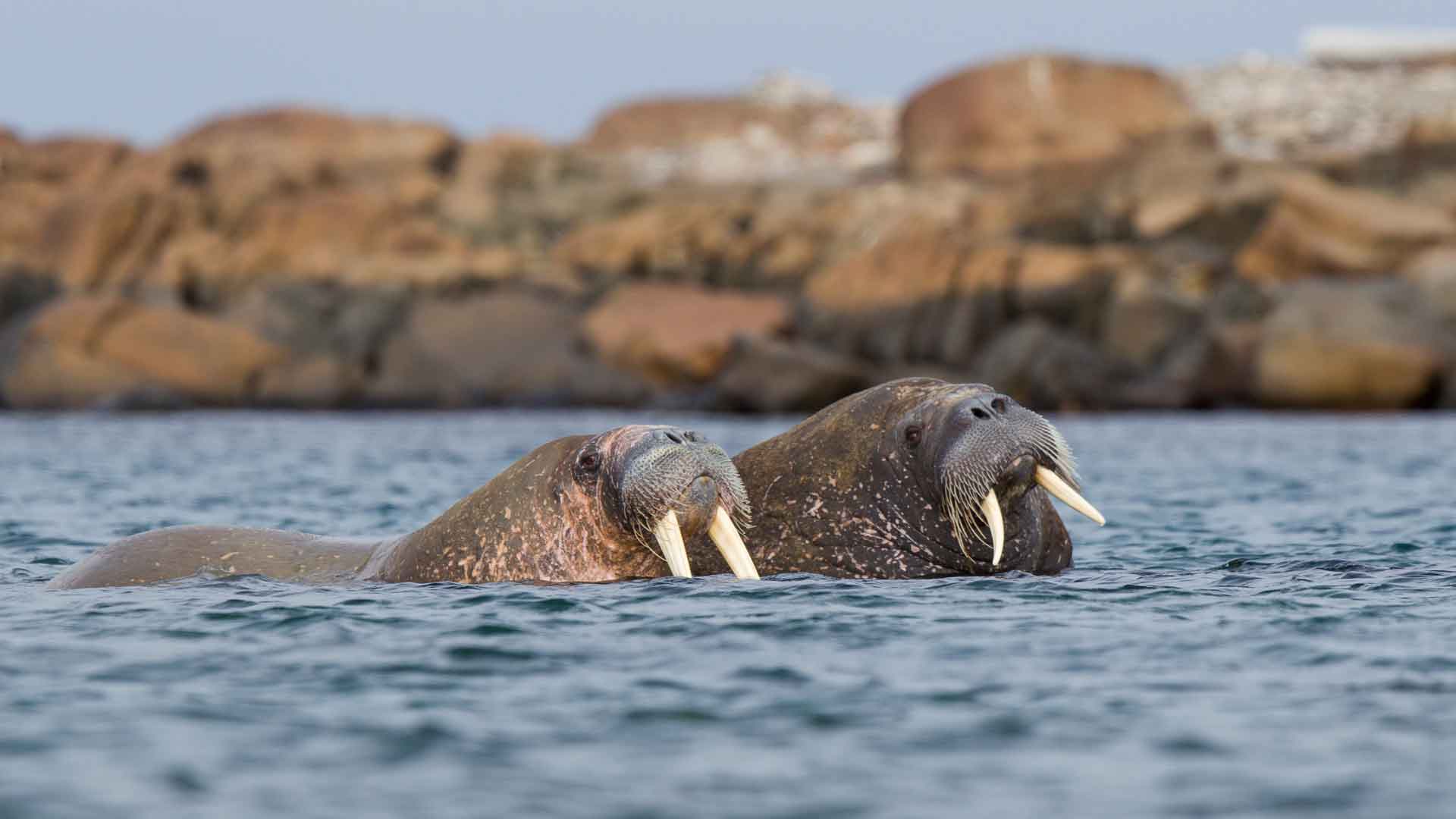 斯瓦尔巴群岛海上的一对海象，挪威 必应壁纸 4K