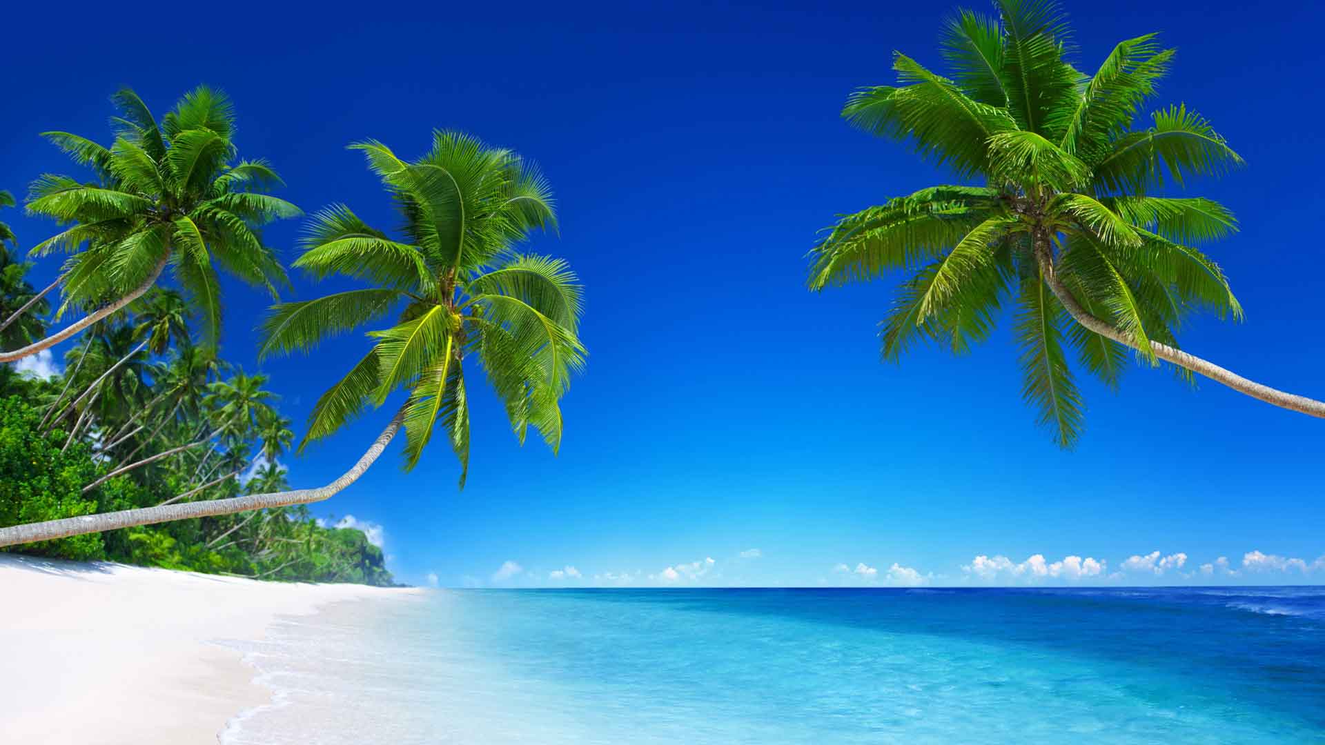 白色热带沙滩与棕榈树
