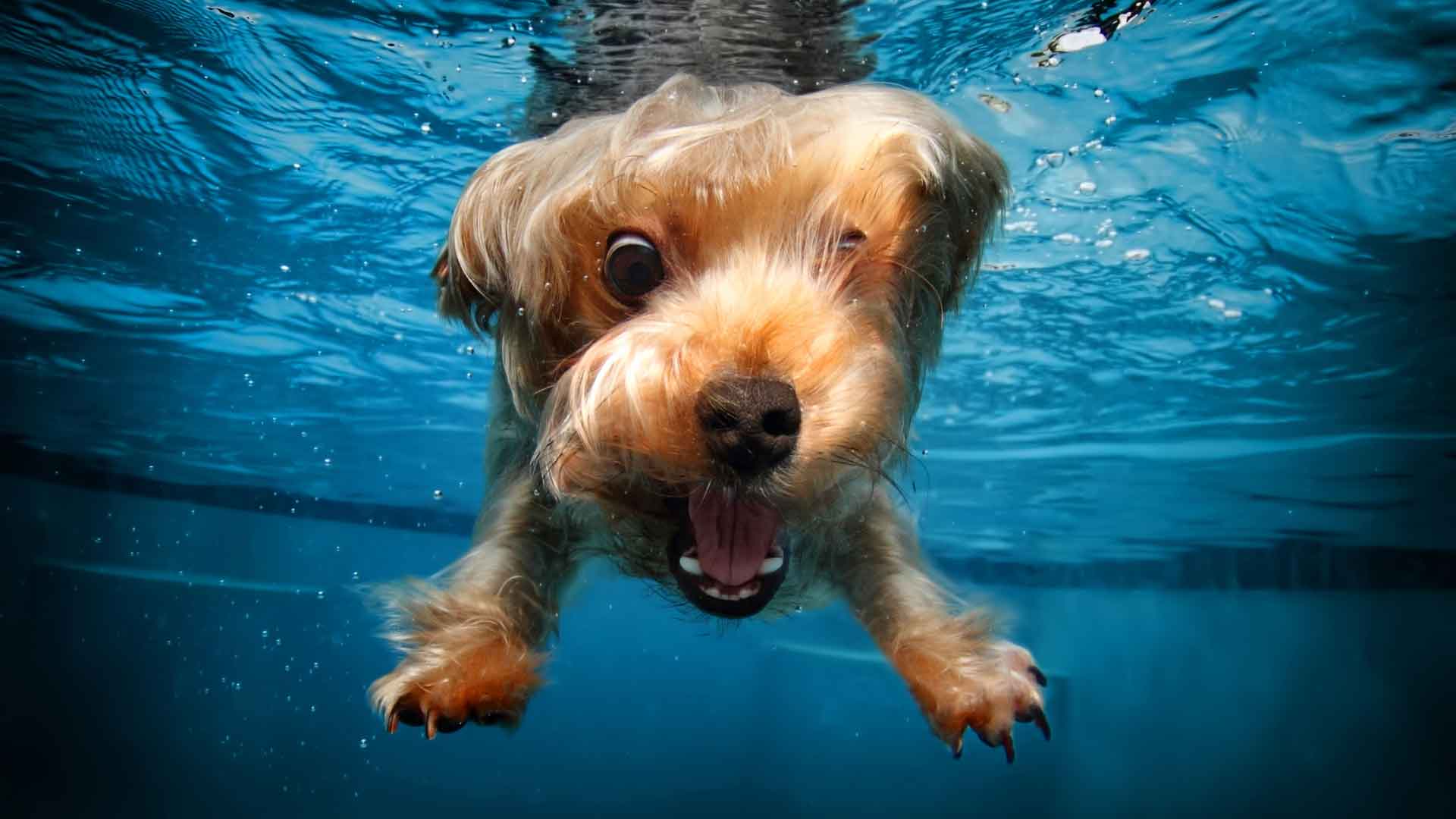 约克夏犬、快乐、游泳、