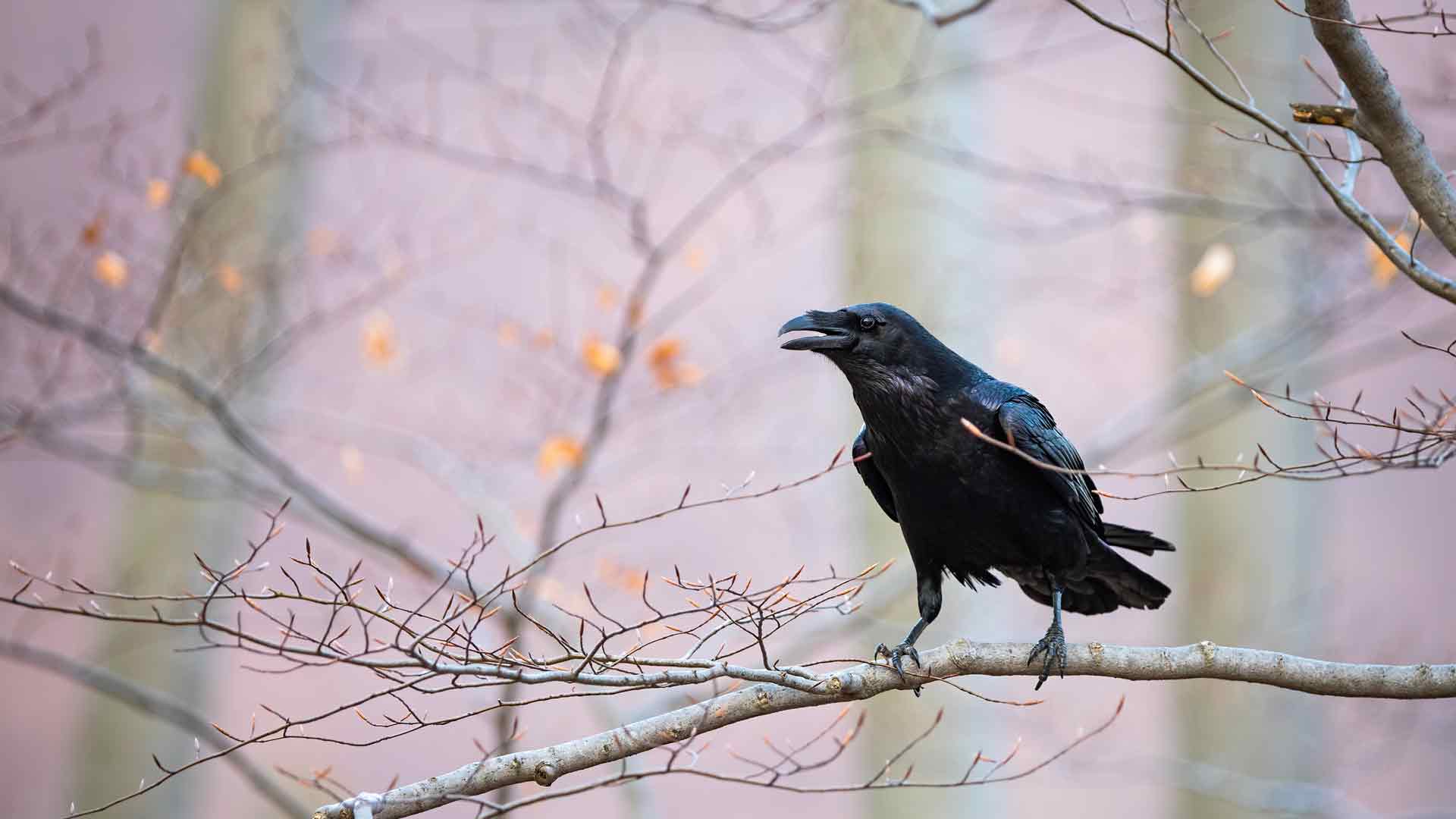 普通乌鸦坐在树枝上 必应壁纸