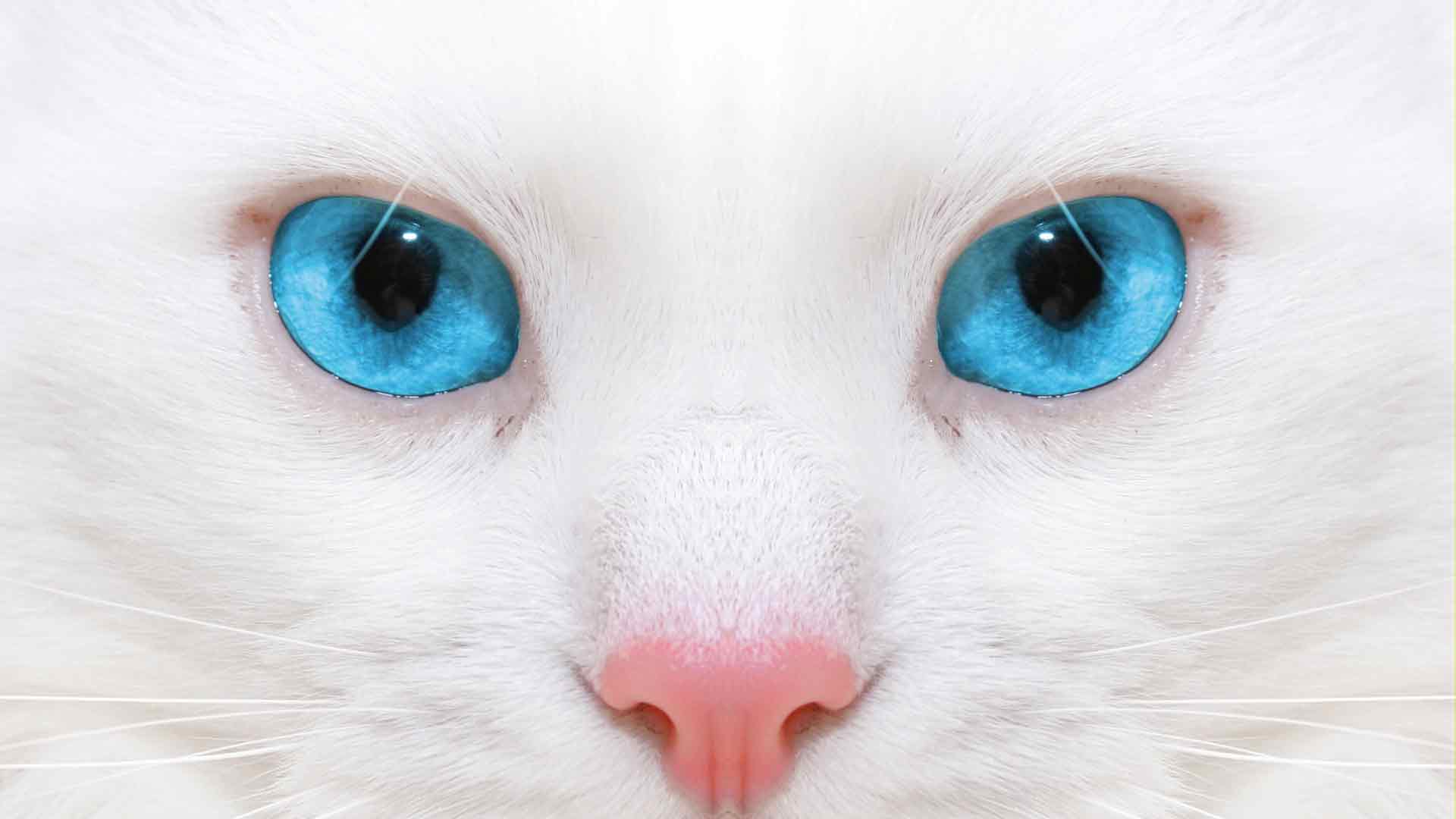 蓝色眼睛 猫科 动物