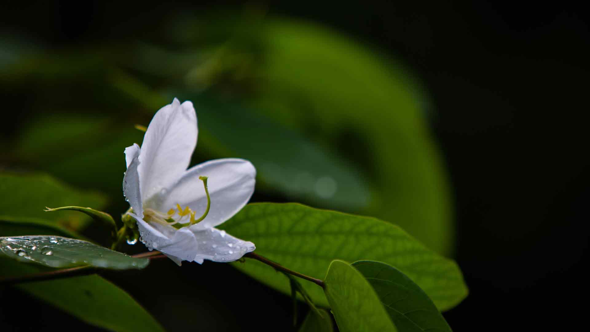 白花上的露珠