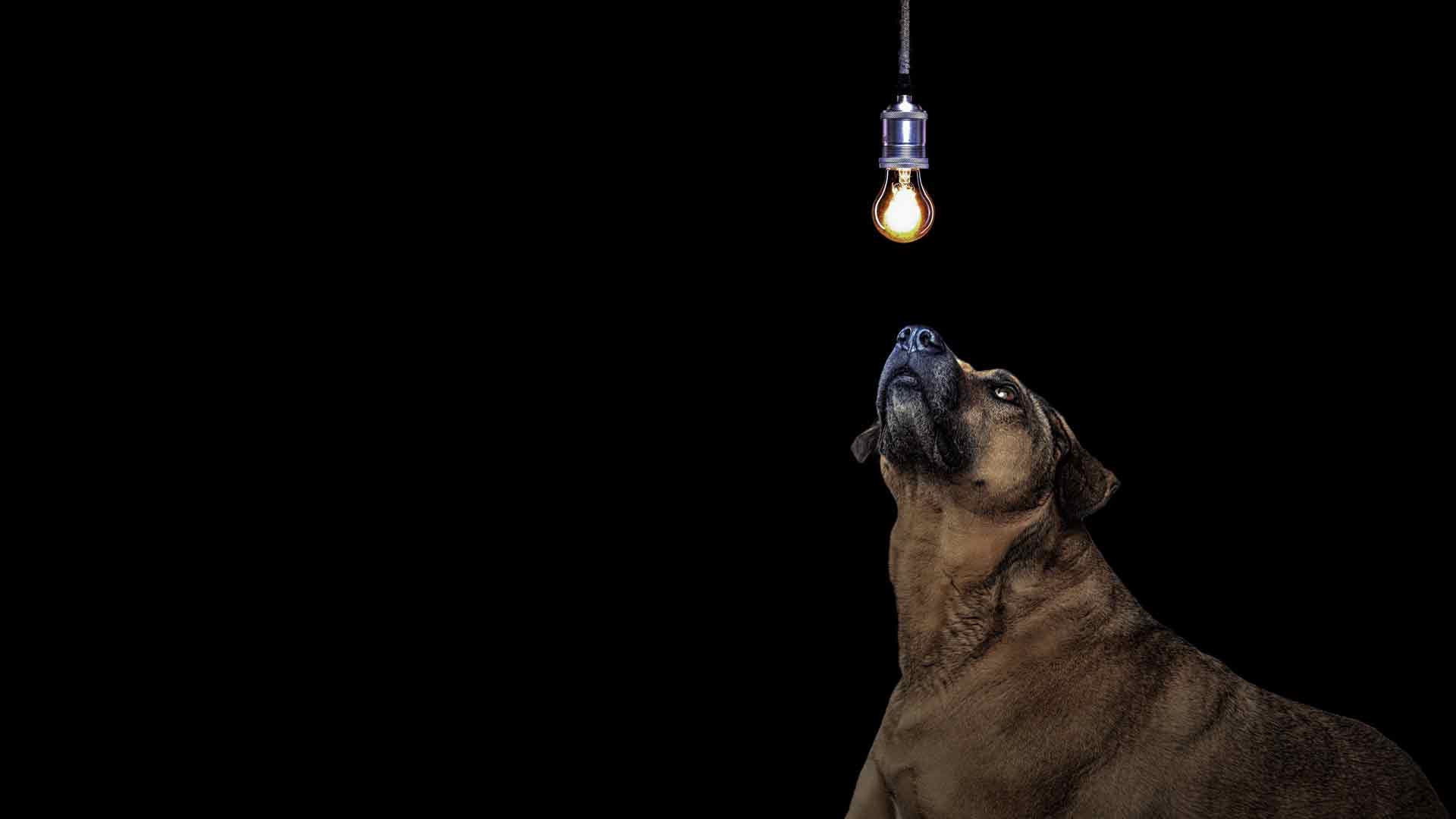 狗和灯泡