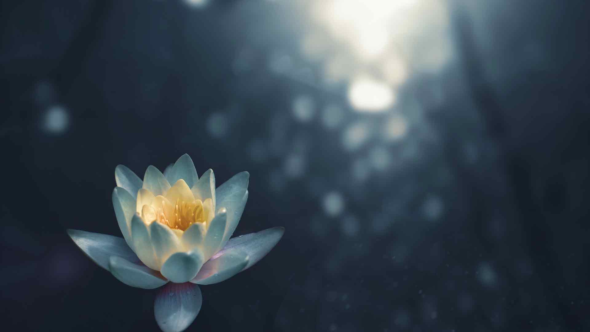 镜头光晕白莲花照片