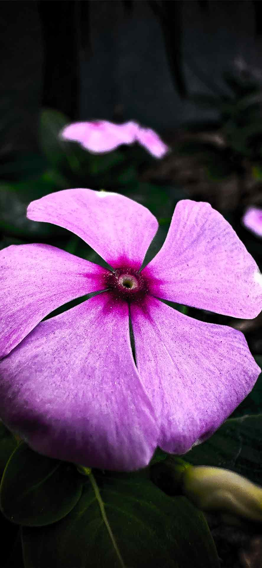 马达加斯加长春花的最佳微距壁纸