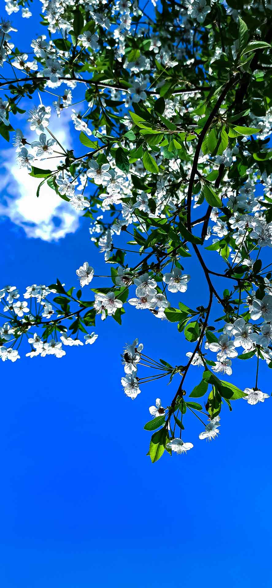 蓝天白云下的樱花高清壁纸