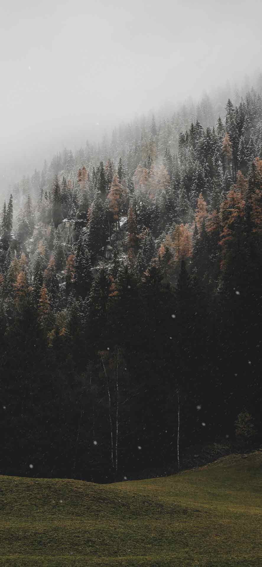 冬季森林iPhone壁纸