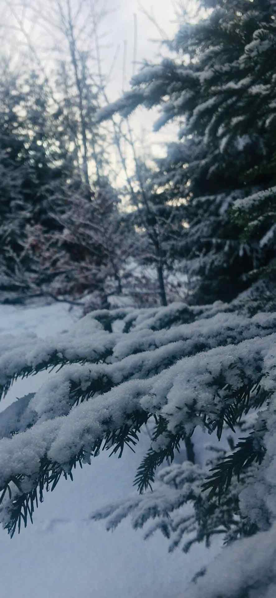 树上的雪冬天iPhone壁纸