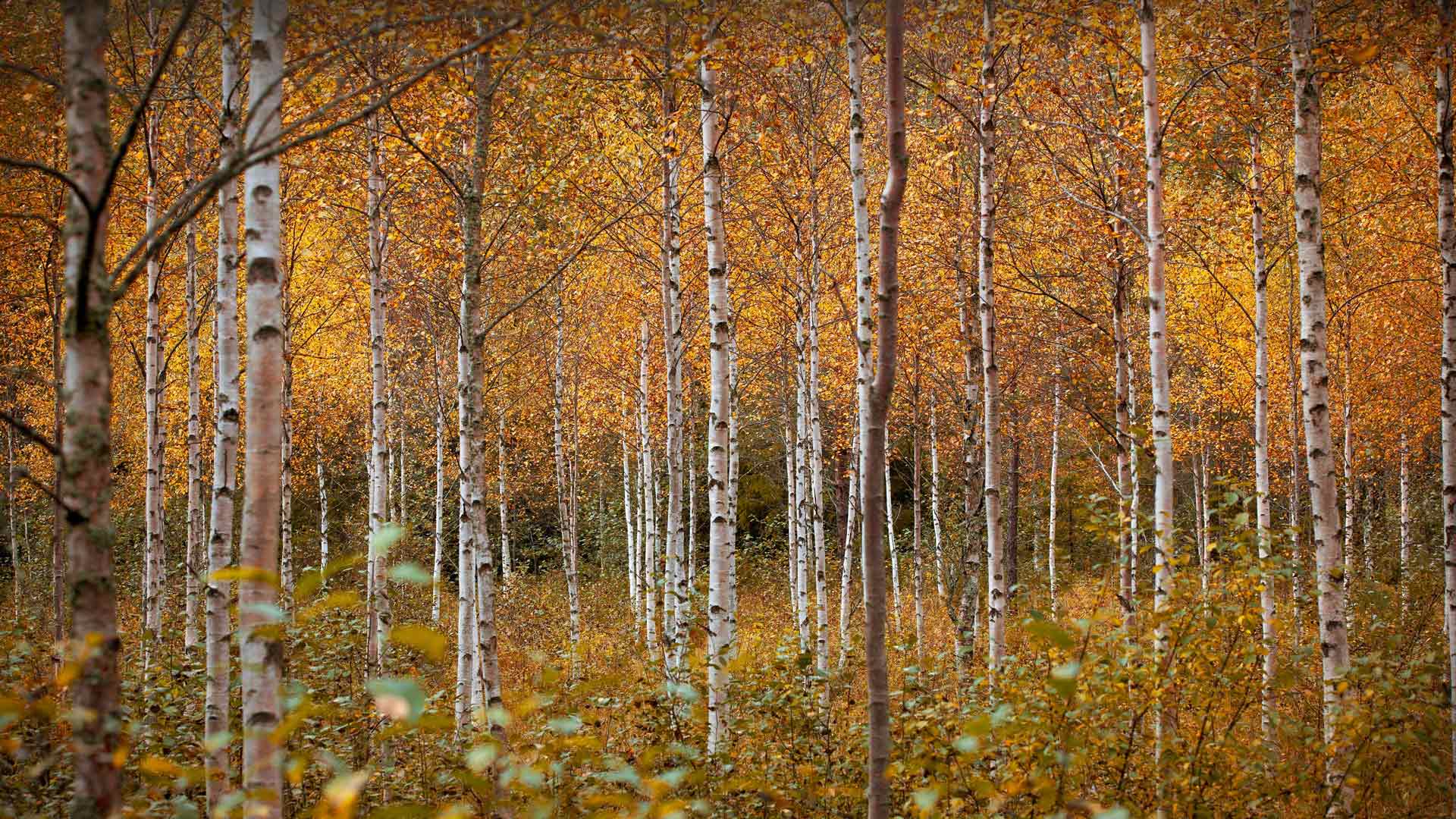 秋天的白桦树，德拉门，挪威 必应壁纸