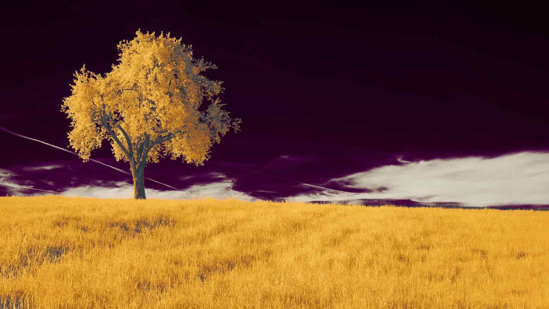 田野里的一棵树，紫色的天空 5k