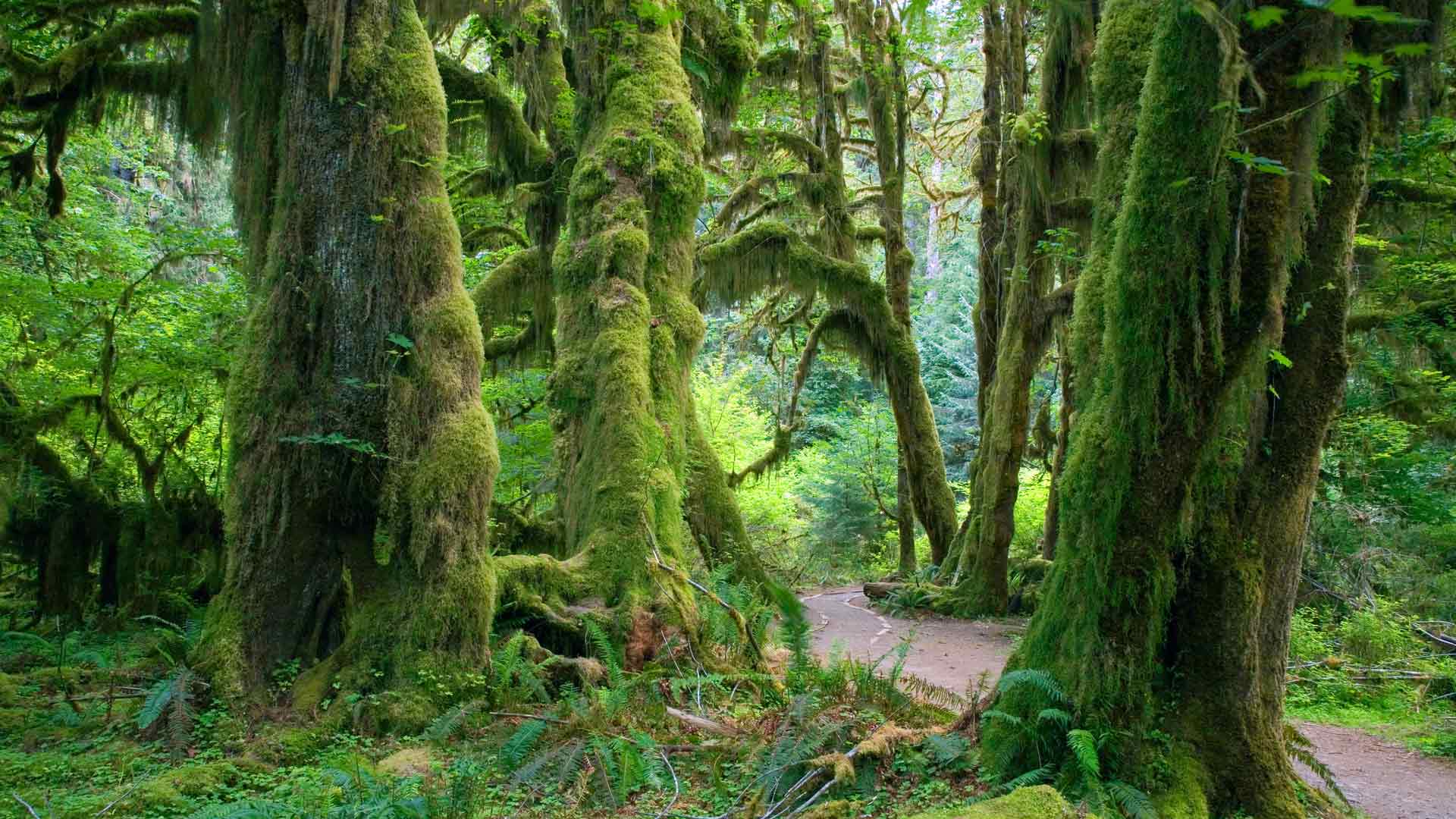 霍河雨林，奥林匹克国家公园的苔藓大厅 ，华盛顿州，美国