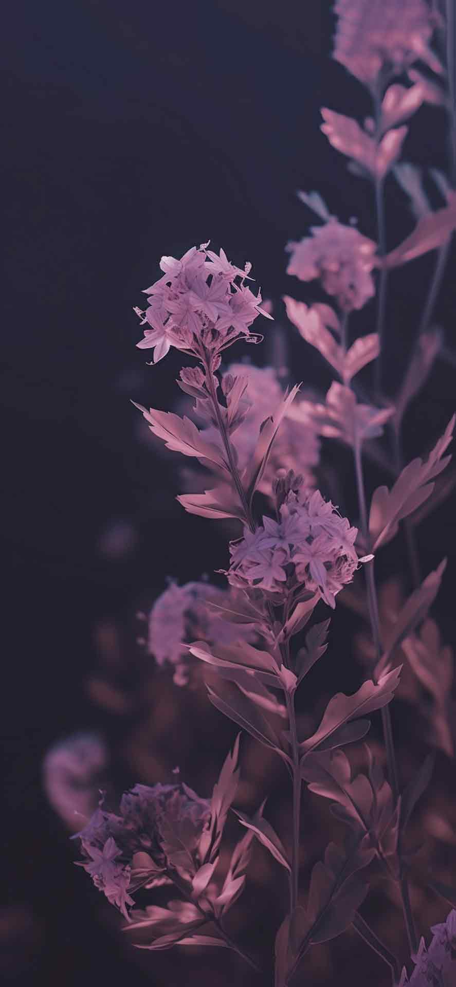 紫色花朵黑暗壁纸