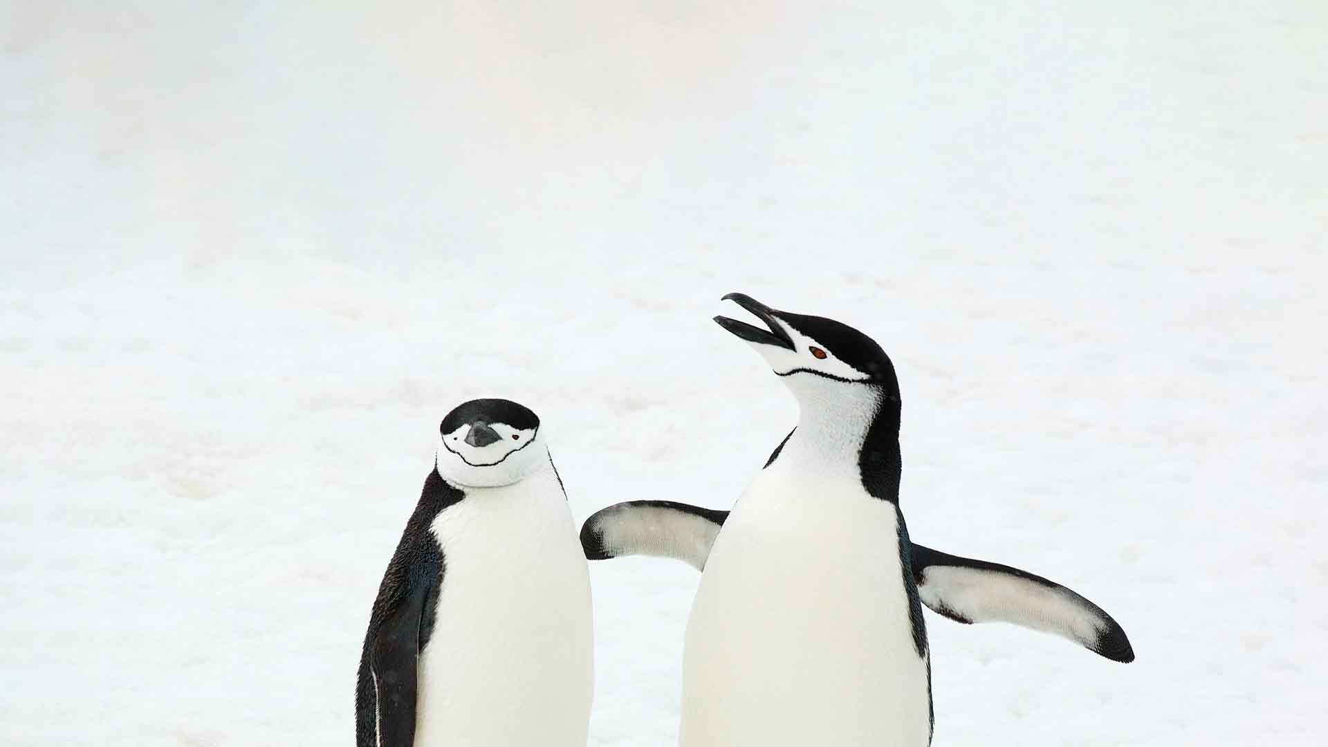 帽带企鹅，南桑威奇群岛，南大西洋