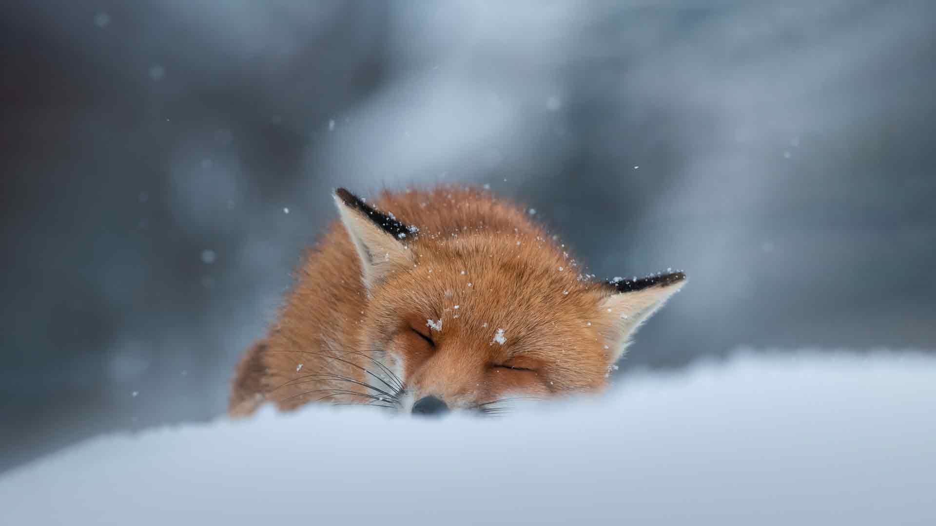 睡在雪地里的赤狐，阿布鲁佐，意大利