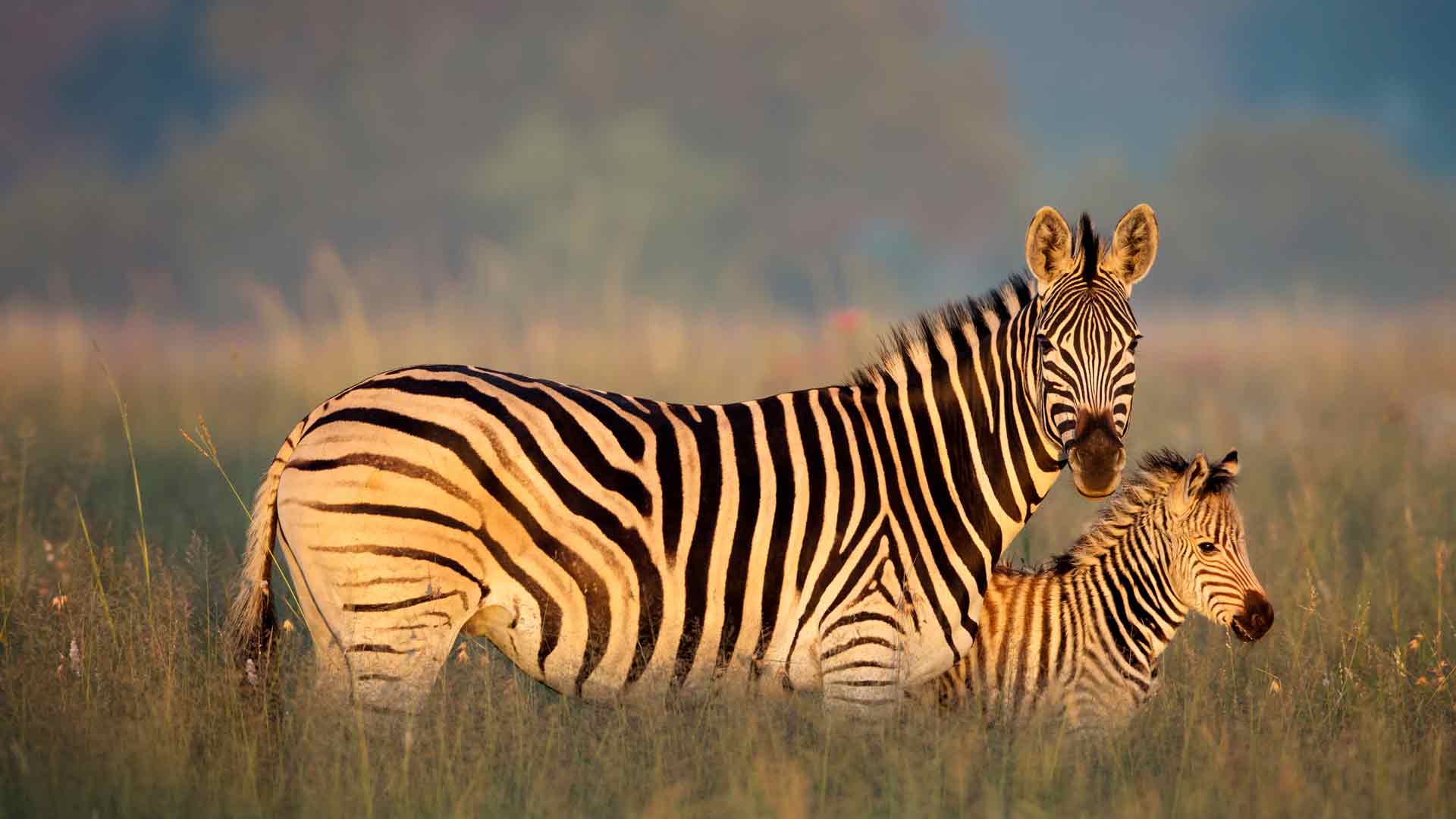 布氏斑马妈妈和小马驹，里特弗雷自然保护区，南非