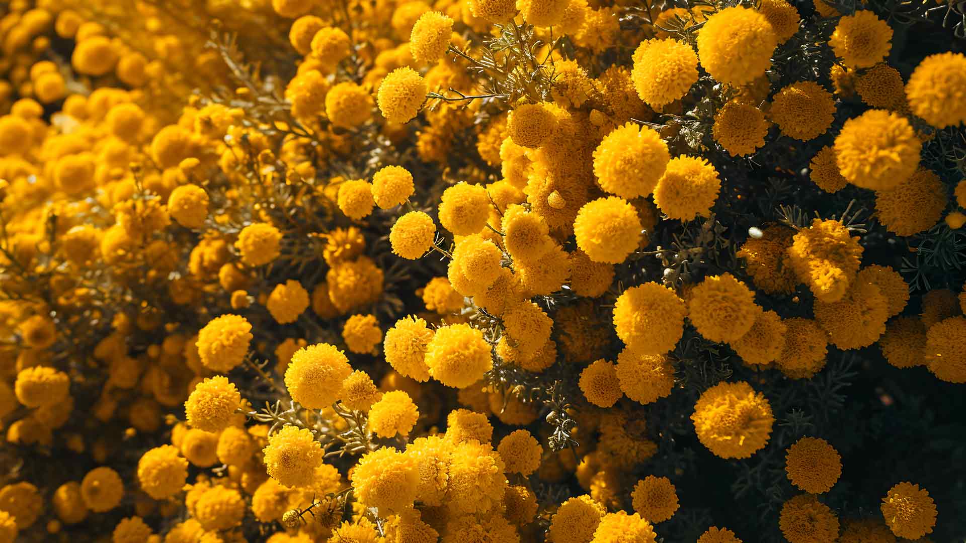 美丽的黄色花朵审美桌面壁纸