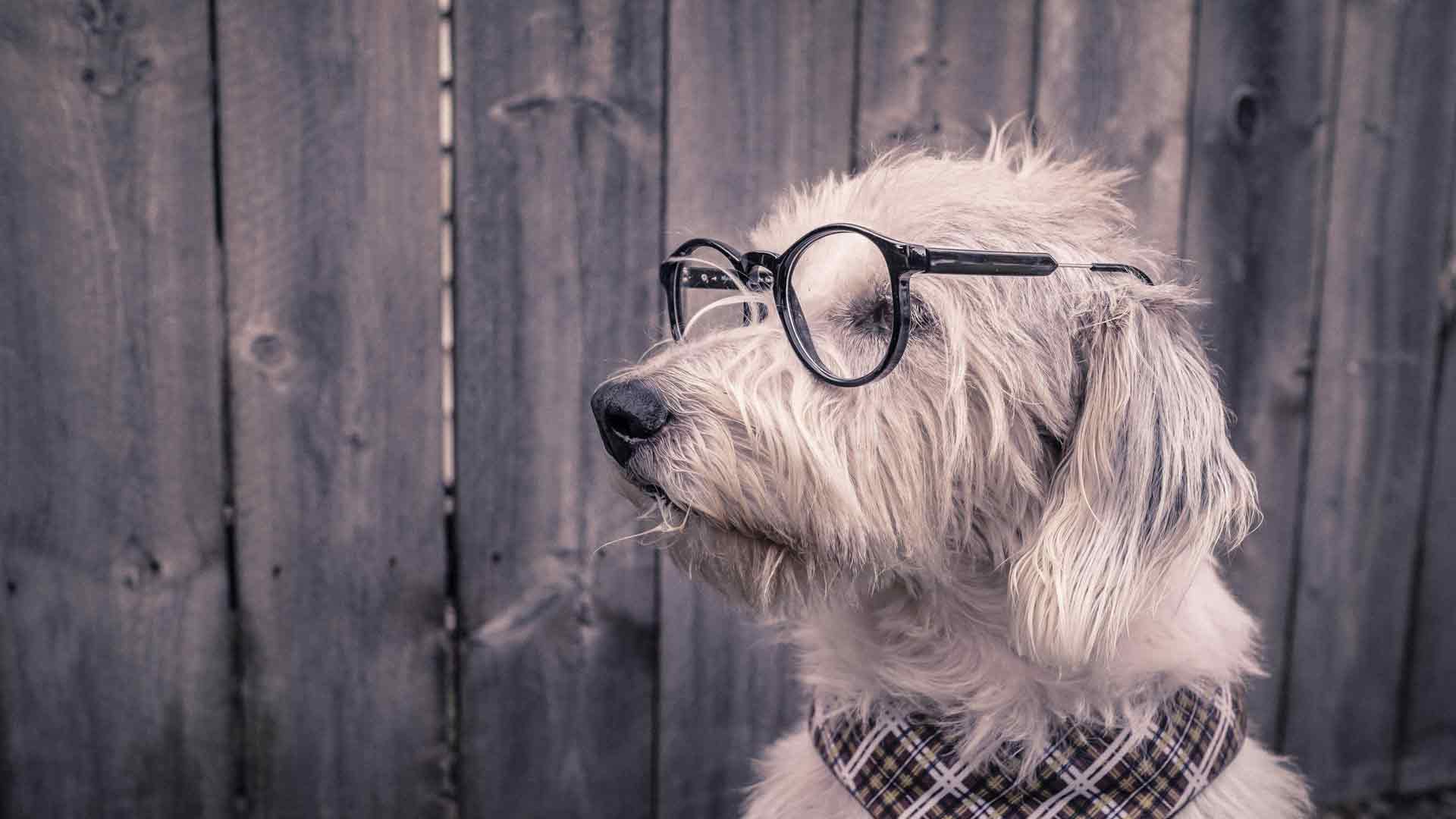 有趣的狗戴眼镜