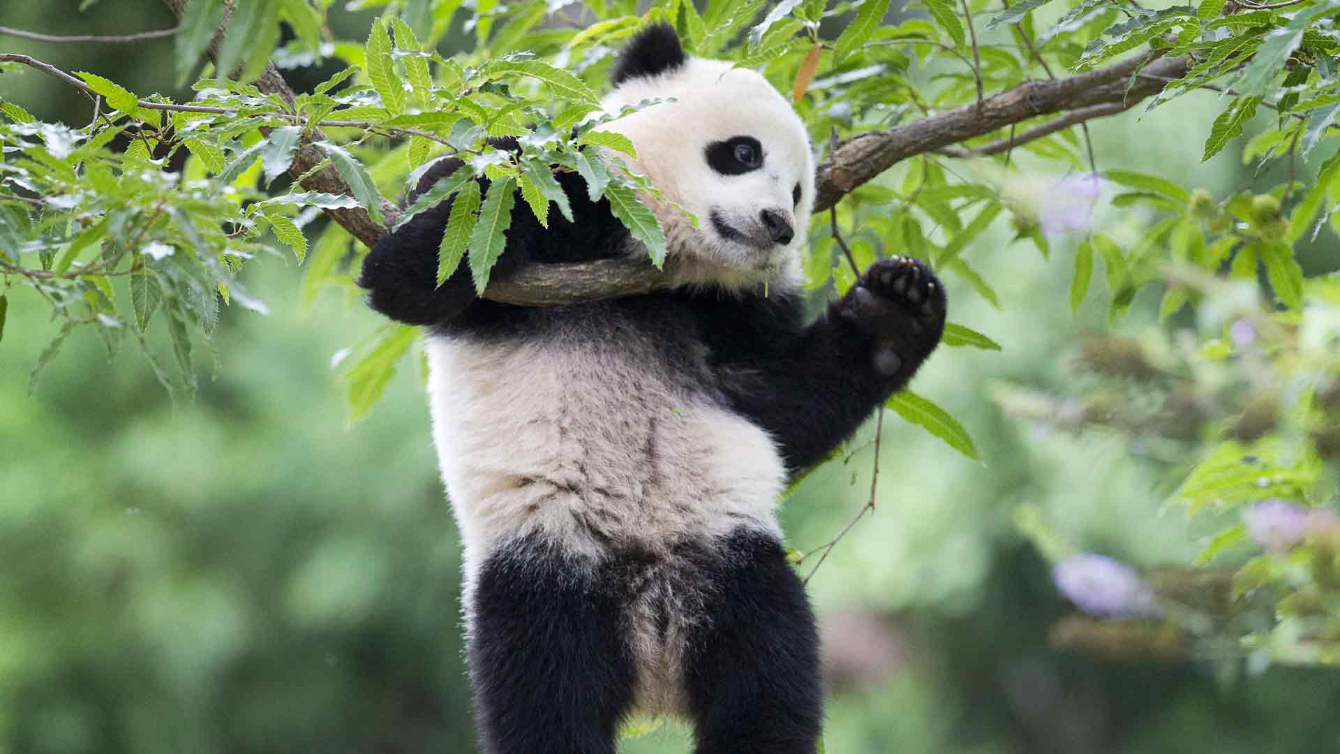 大熊猫（宝宝）