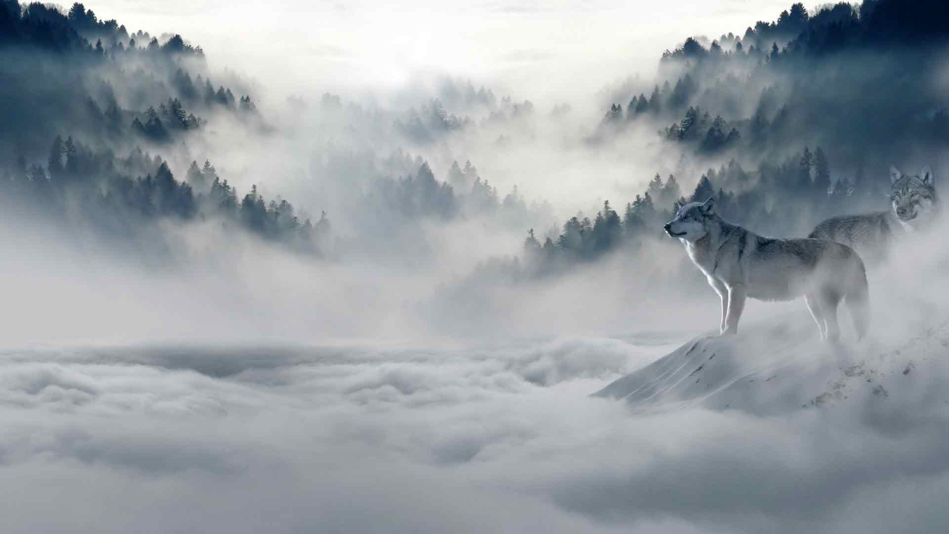 狼在有雾的森林里