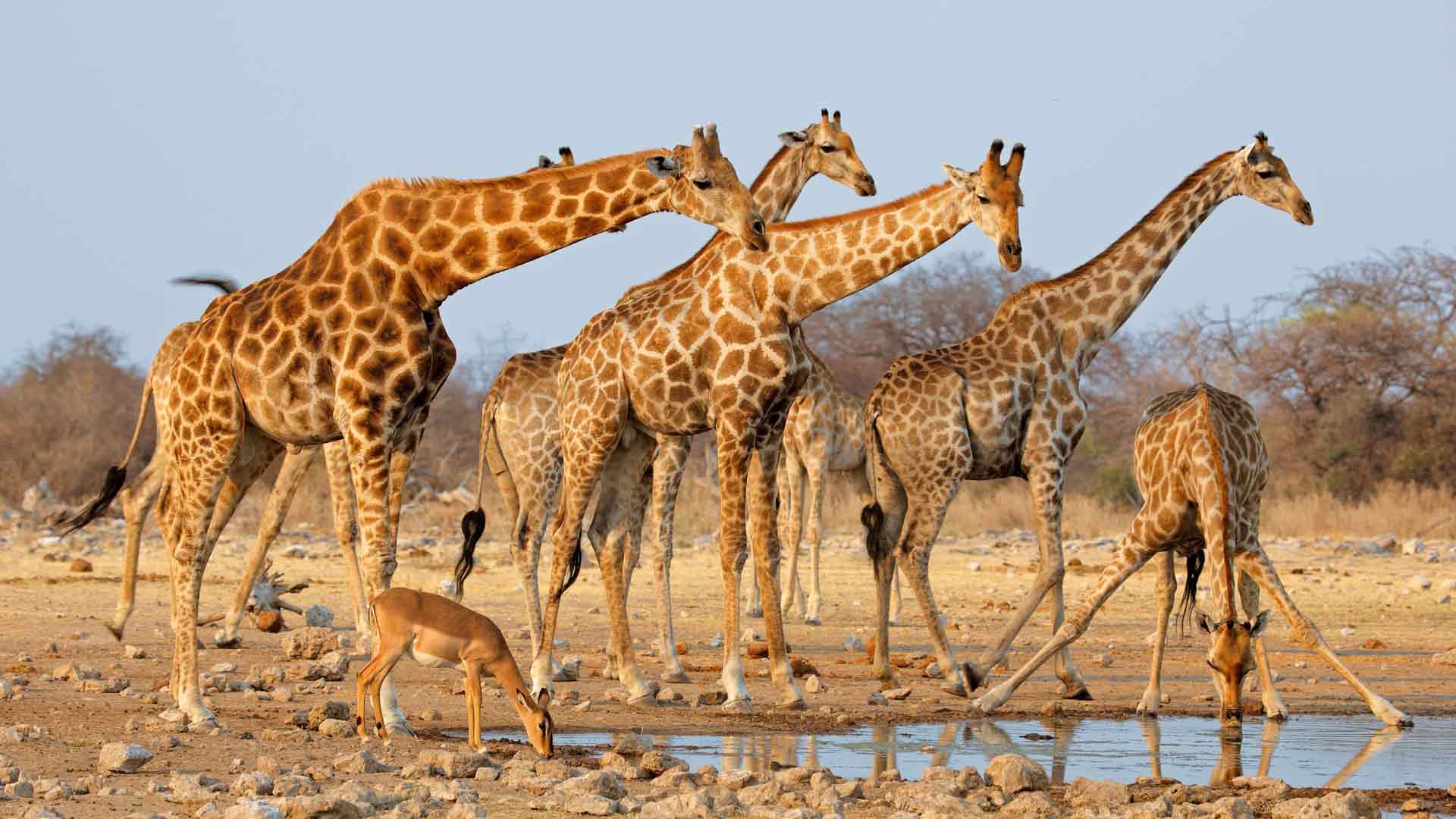 长颈鹿群（纳米比亚埃托沙国家公园）