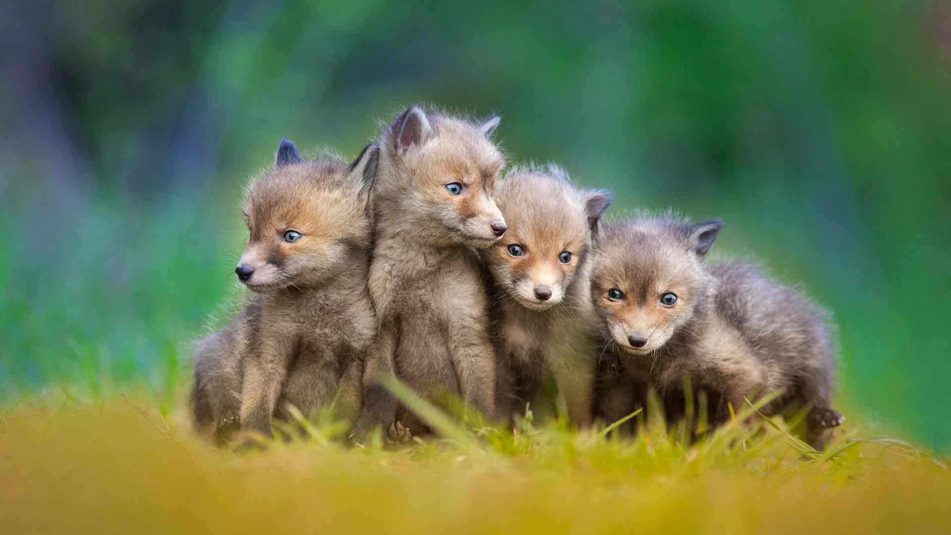 四只可爱的小狐狸