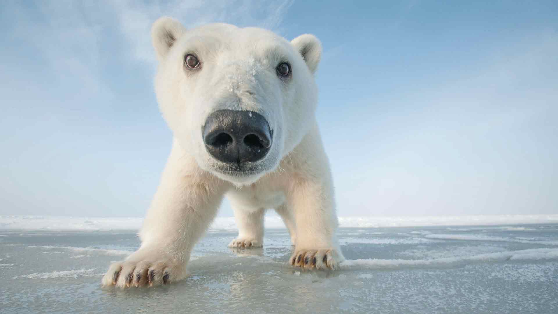 冰上的北极熊幼崽