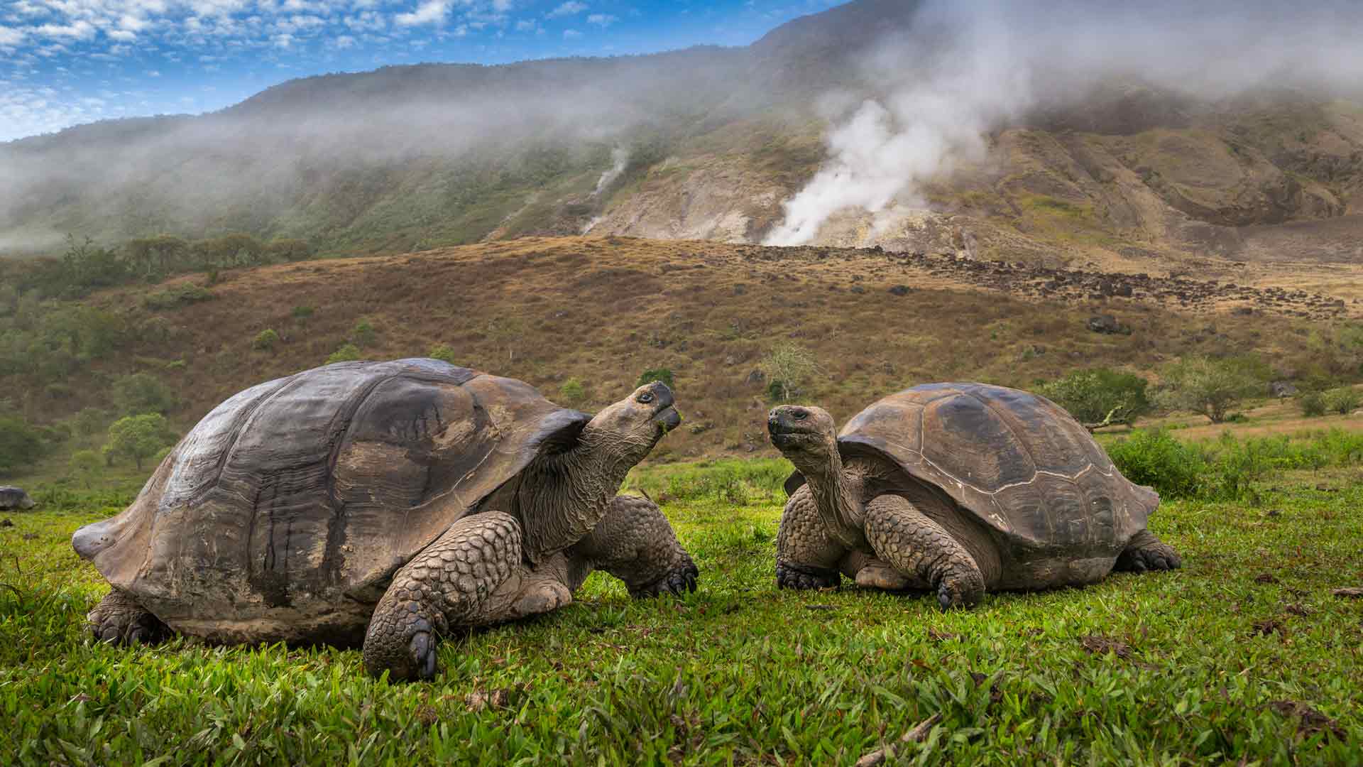 阿尔塞多火山象龟, 伊莎贝拉岛, 加拉帕戈斯群岛，厄瓜多尔