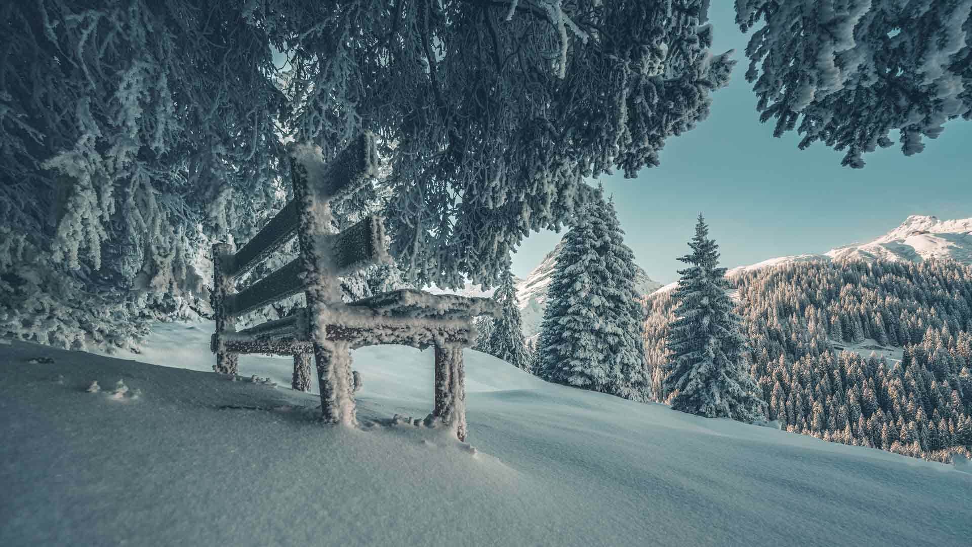 树下的雪长凳