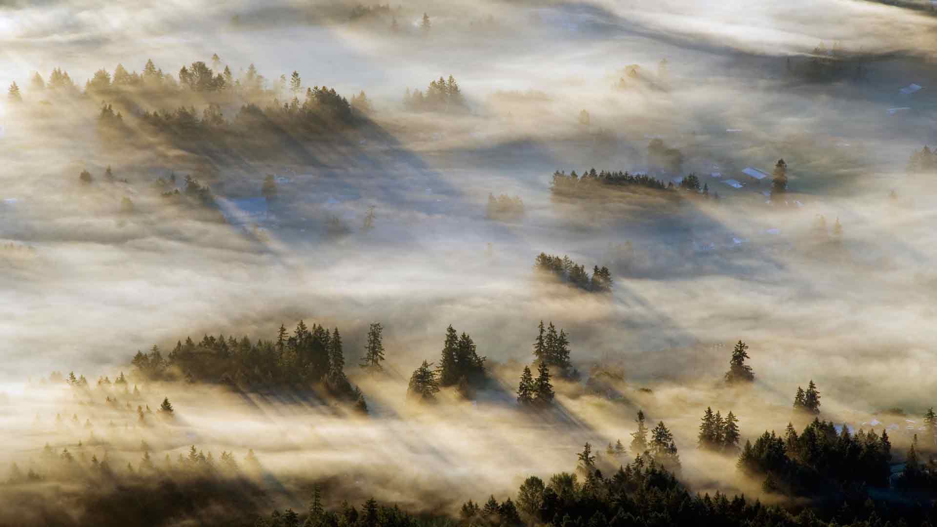 考伊琴山谷的薄雾，温哥华岛，加拿大不列颠哥伦比亚省