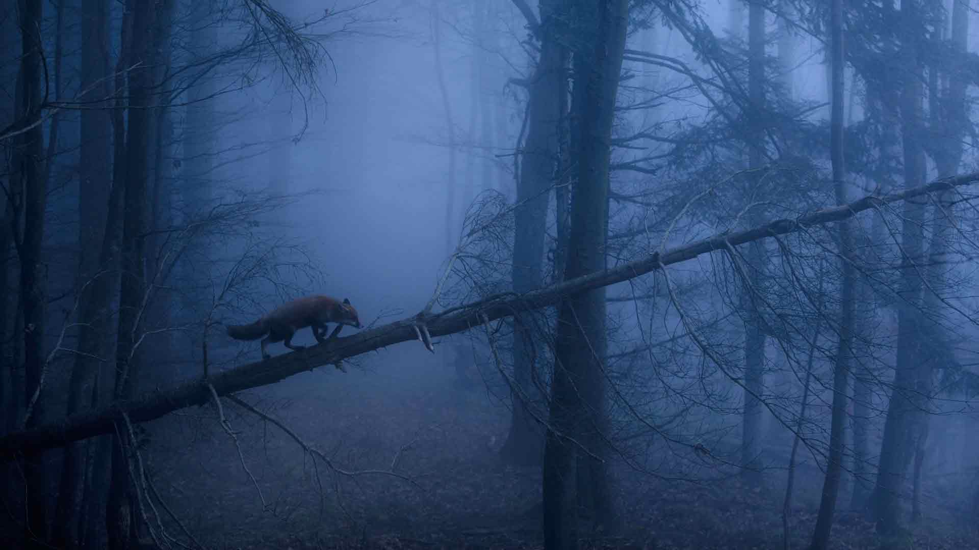 狐狸 黑暗的 森林 多雾路段 5K