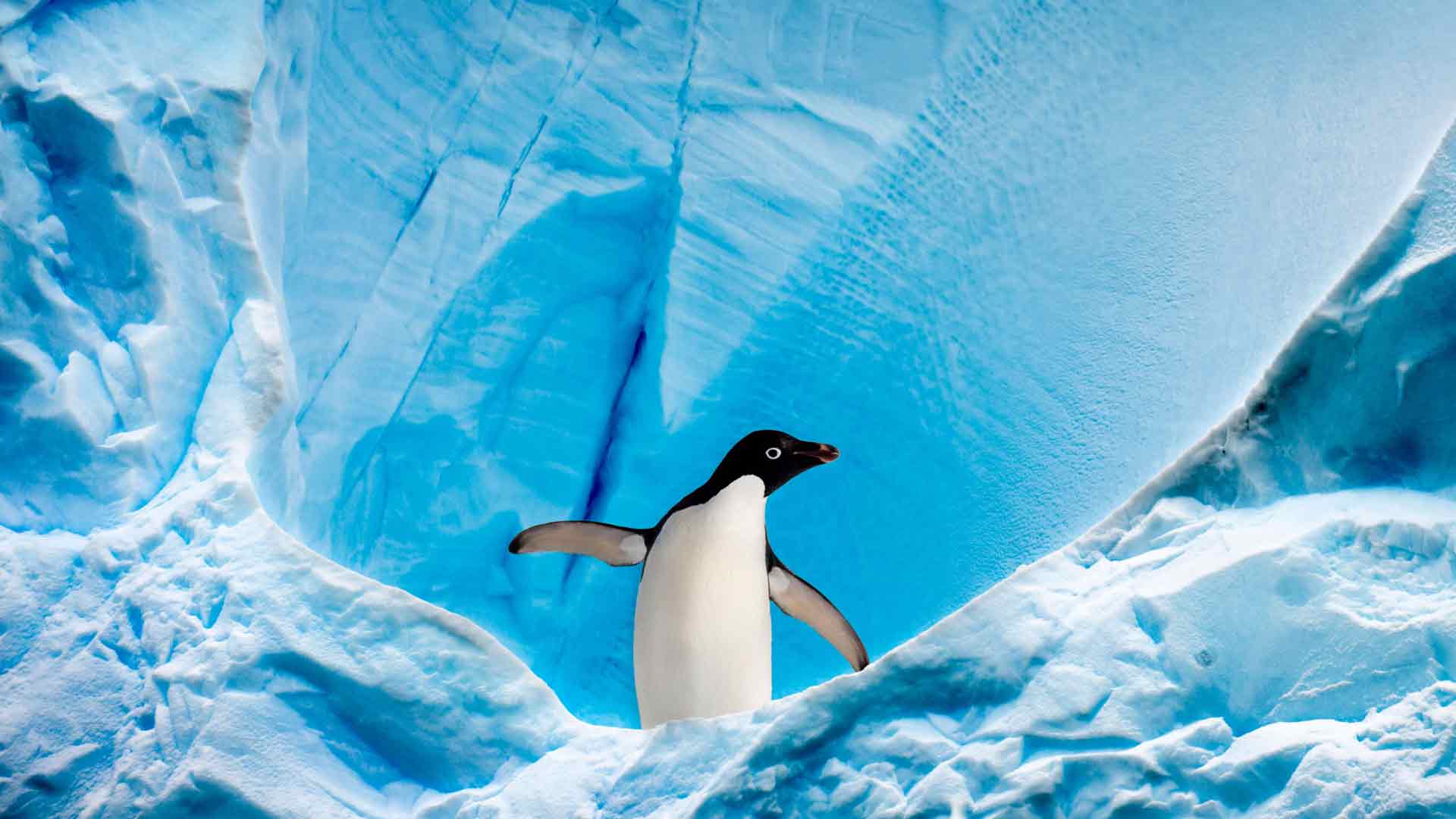 企鹅 冰川 冰 冬天 4K