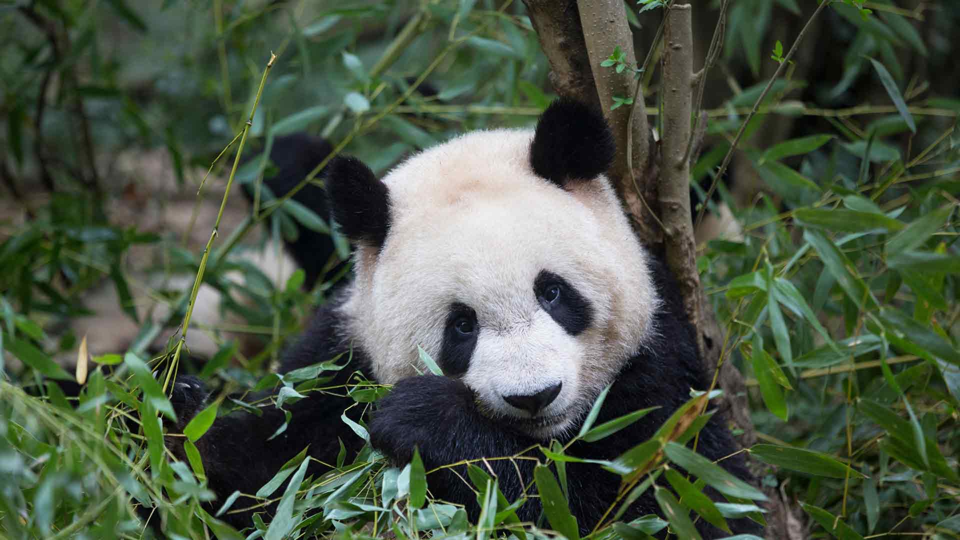 正在吃竹子的大熊猫，中国成都