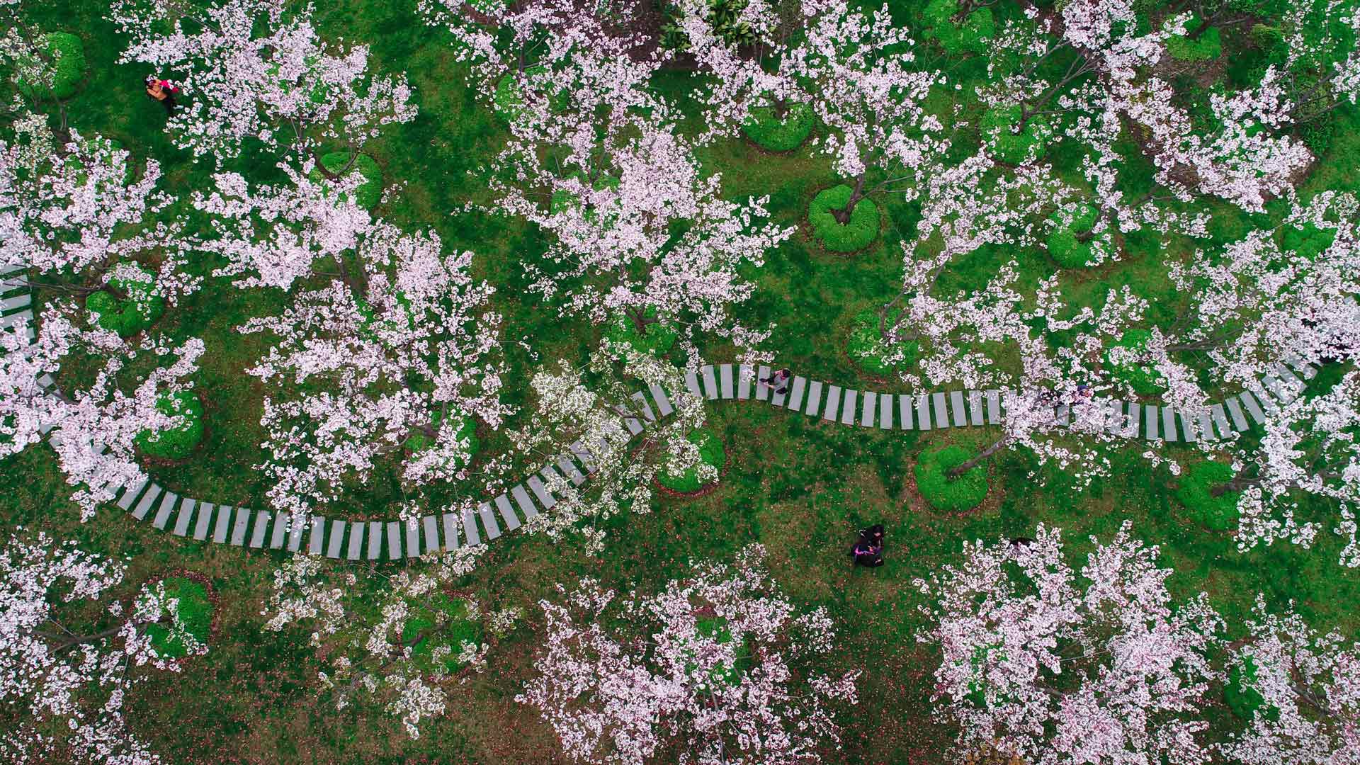 上海的樱花，中国