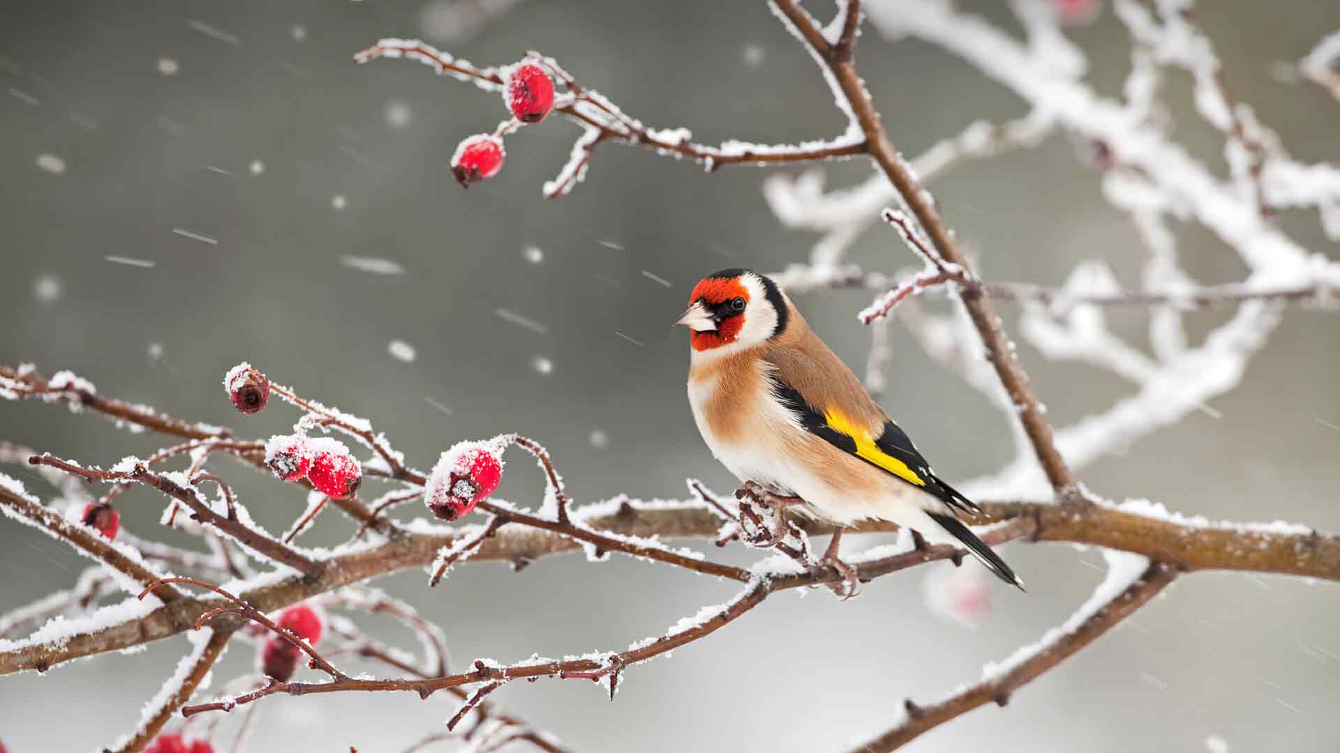降雪中的金翅雀