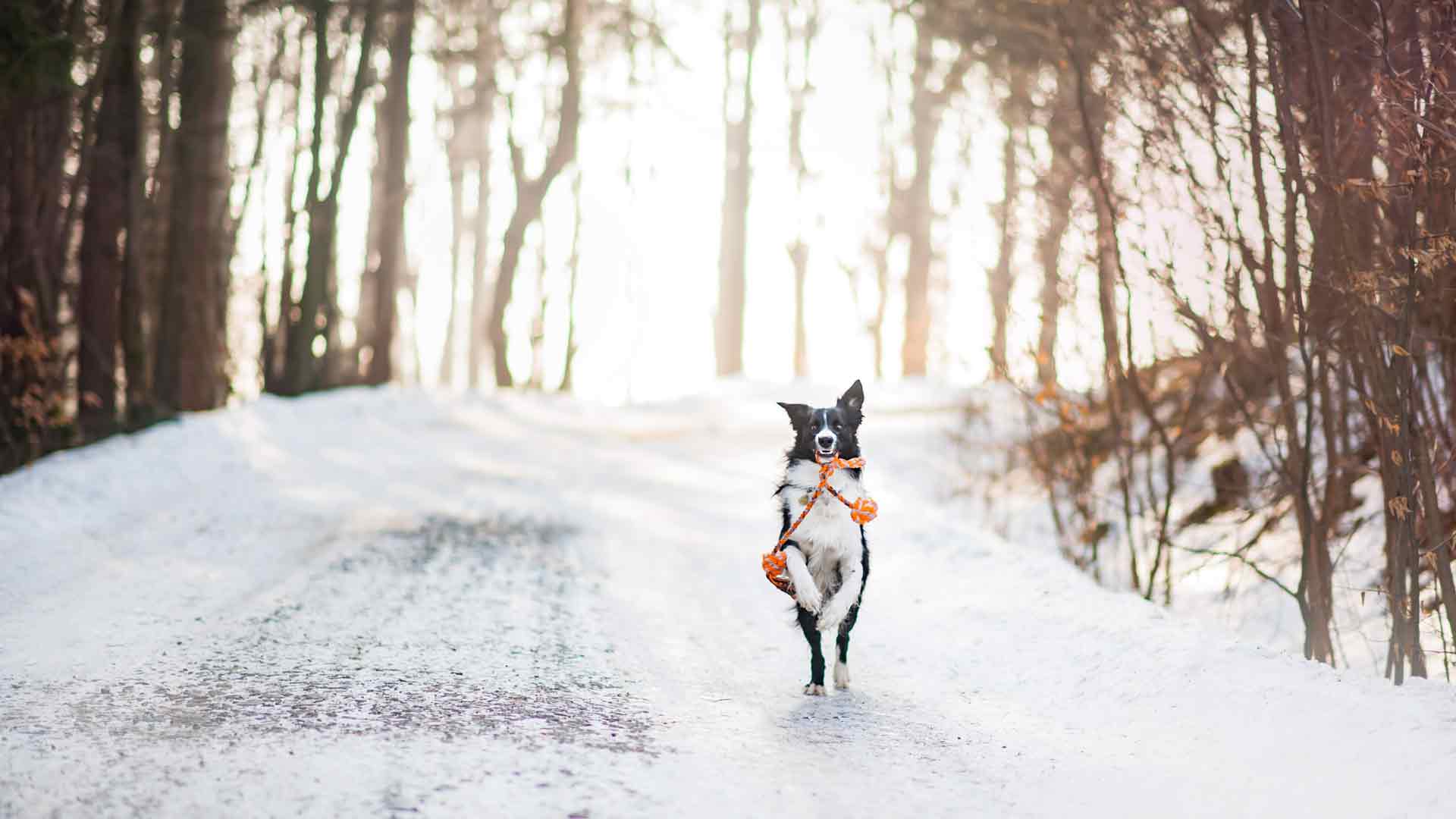 狗 可爱的动物 冬天 雪 树 4k