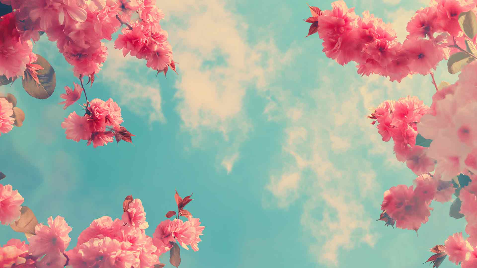 粉红色的花朵和天空美学桌面壁纸
