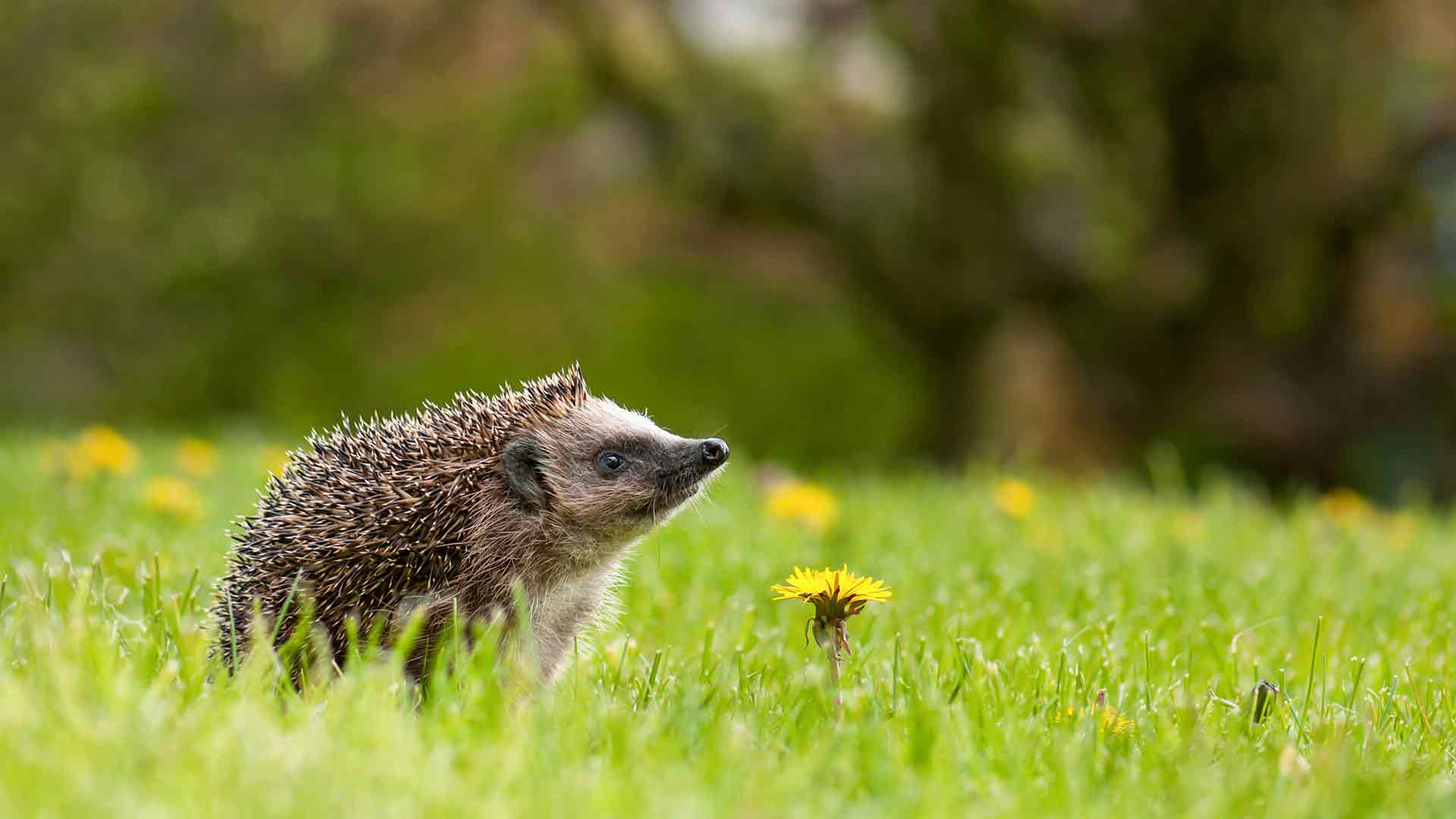 欧洲刺猬在长满蒲公英的花园里，巴特德里堡，德国