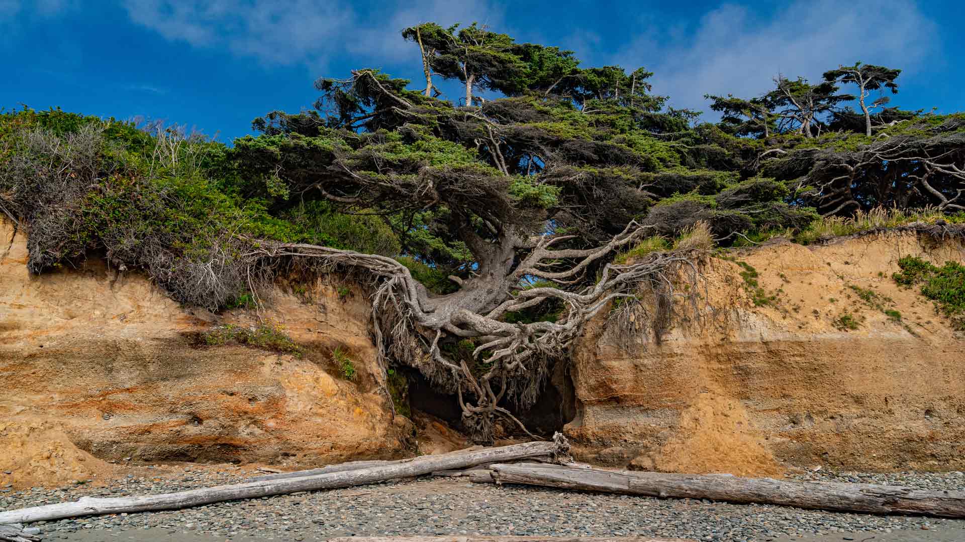 卡拉洛奇树，又名生命之树，卡拉洛奇海滩，奥林匹克国家公园，华盛顿州，美国