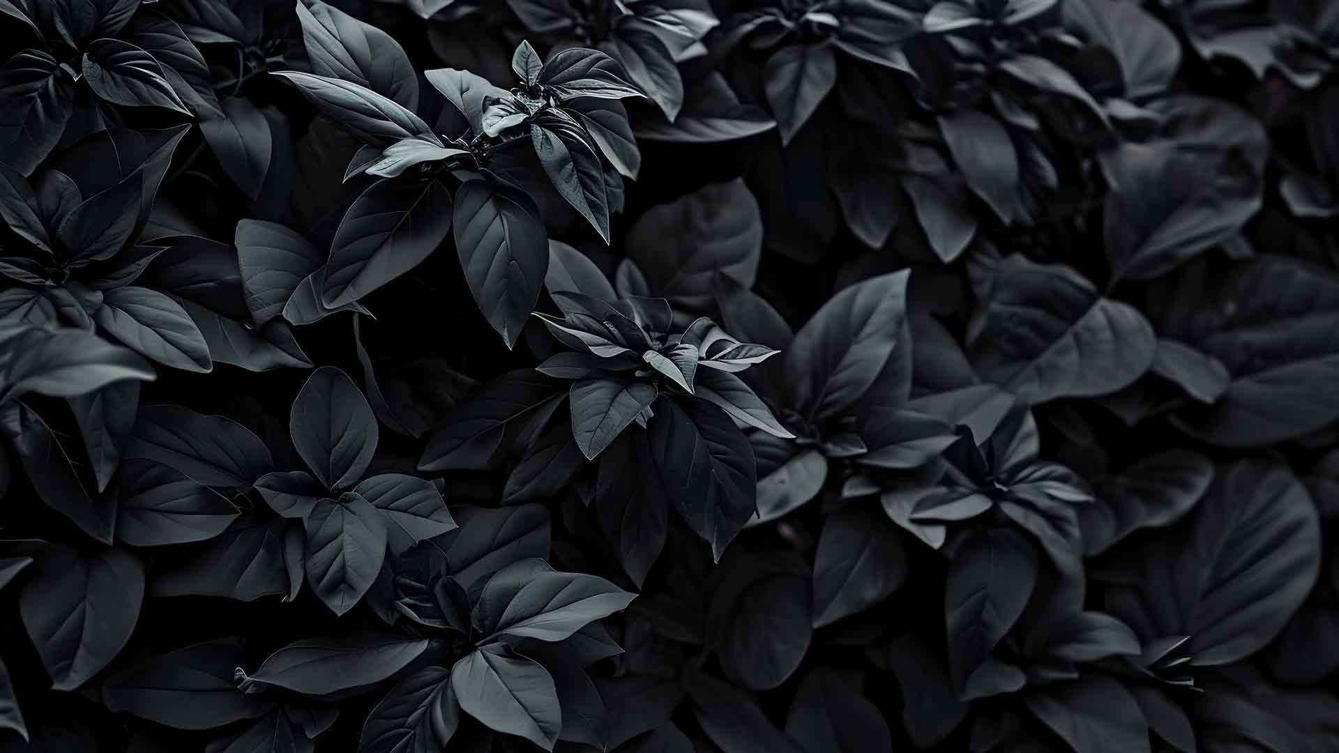 唯美灰色植物桌面壁纸