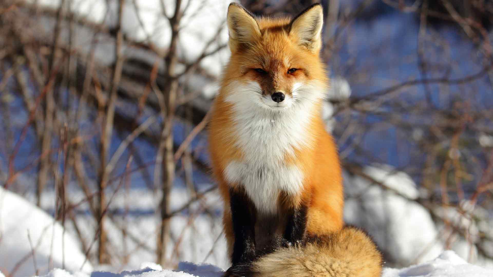 野生动物 狐狸 冬天 雪 4k