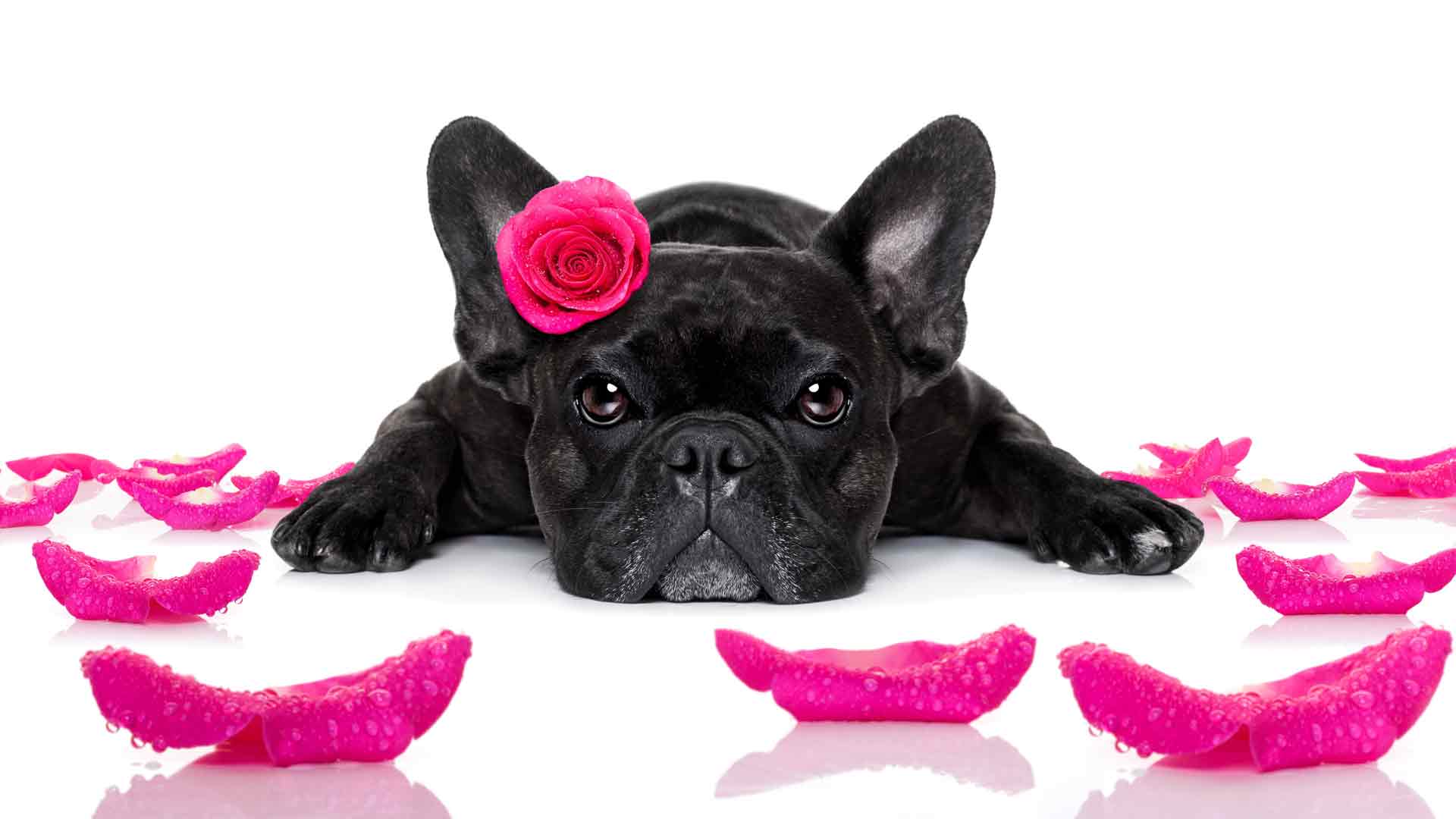 黑色法国斗牛犬与粉红玫瑰