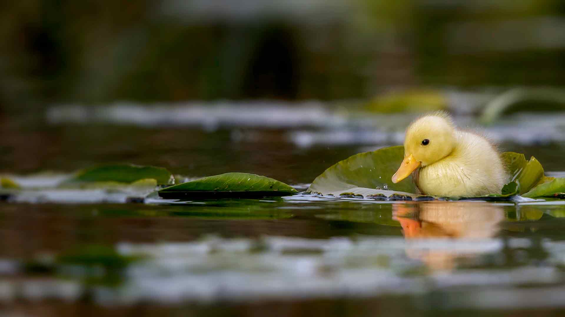 一只小鸭子在水草地上游泳，萨福克郡，英国