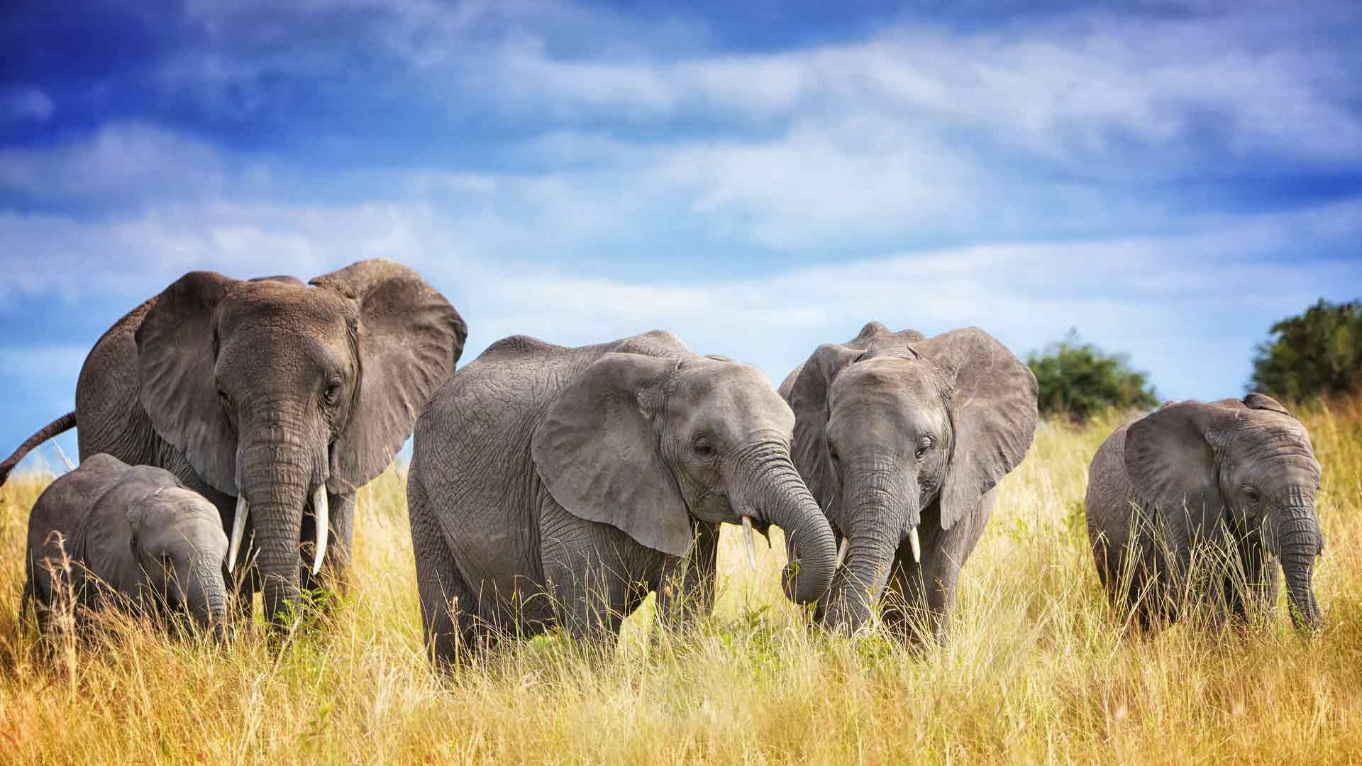 塔兰吉雷国家公园的非洲象家族，坦桑尼亚