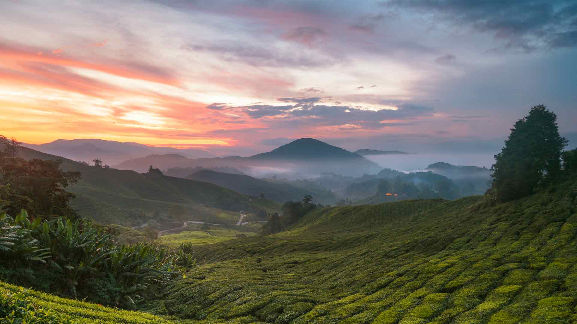 卡梅隆高地茶园，马拉西亚