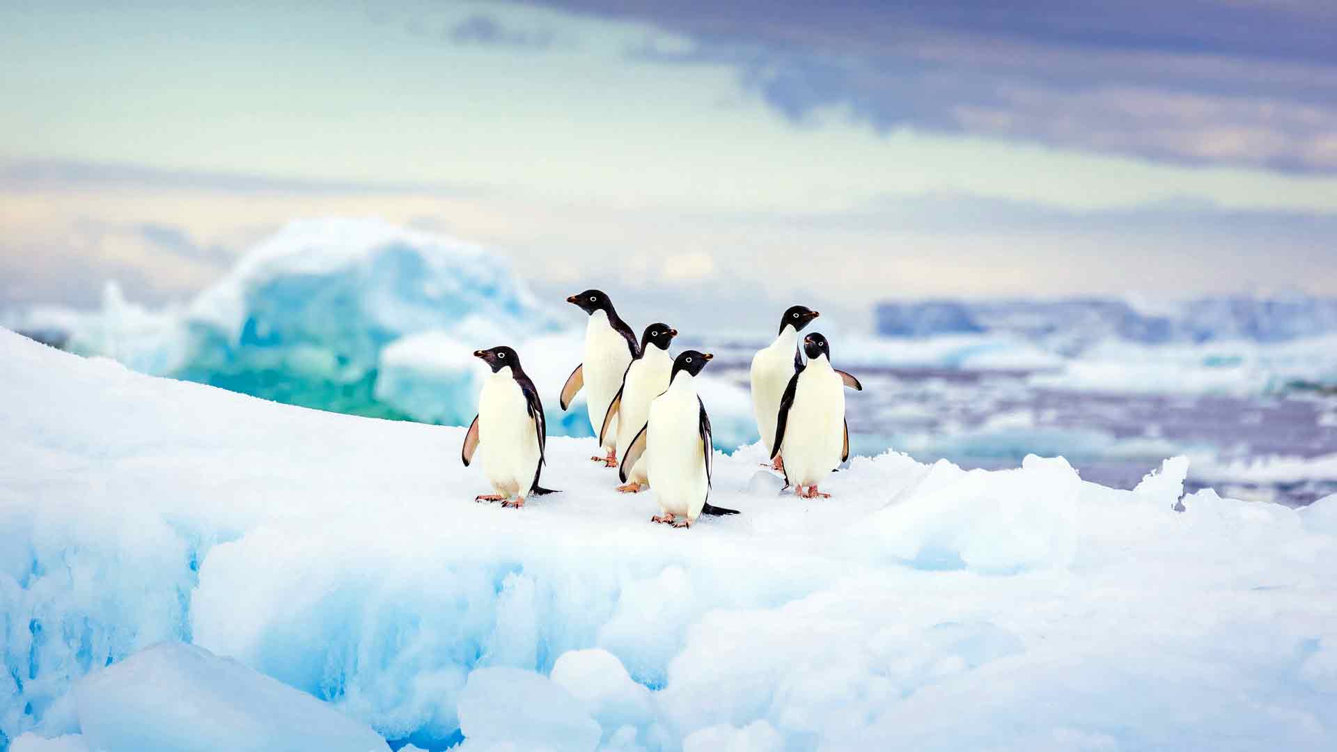 阿德利企鹅冰川南极大陆 5K