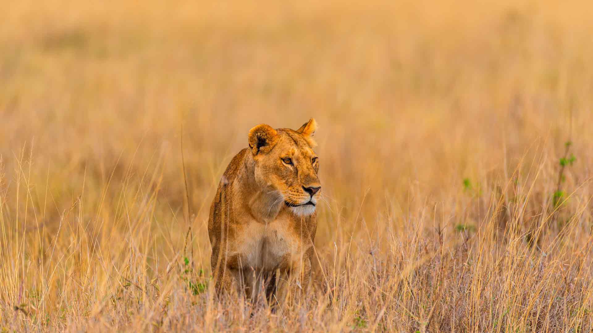 非洲草原狩猎狮子动物世界 5K