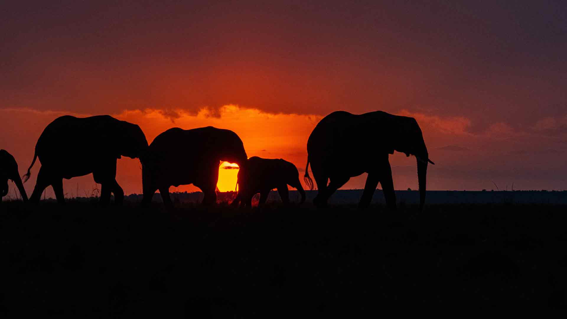 非洲国家公园大象日落