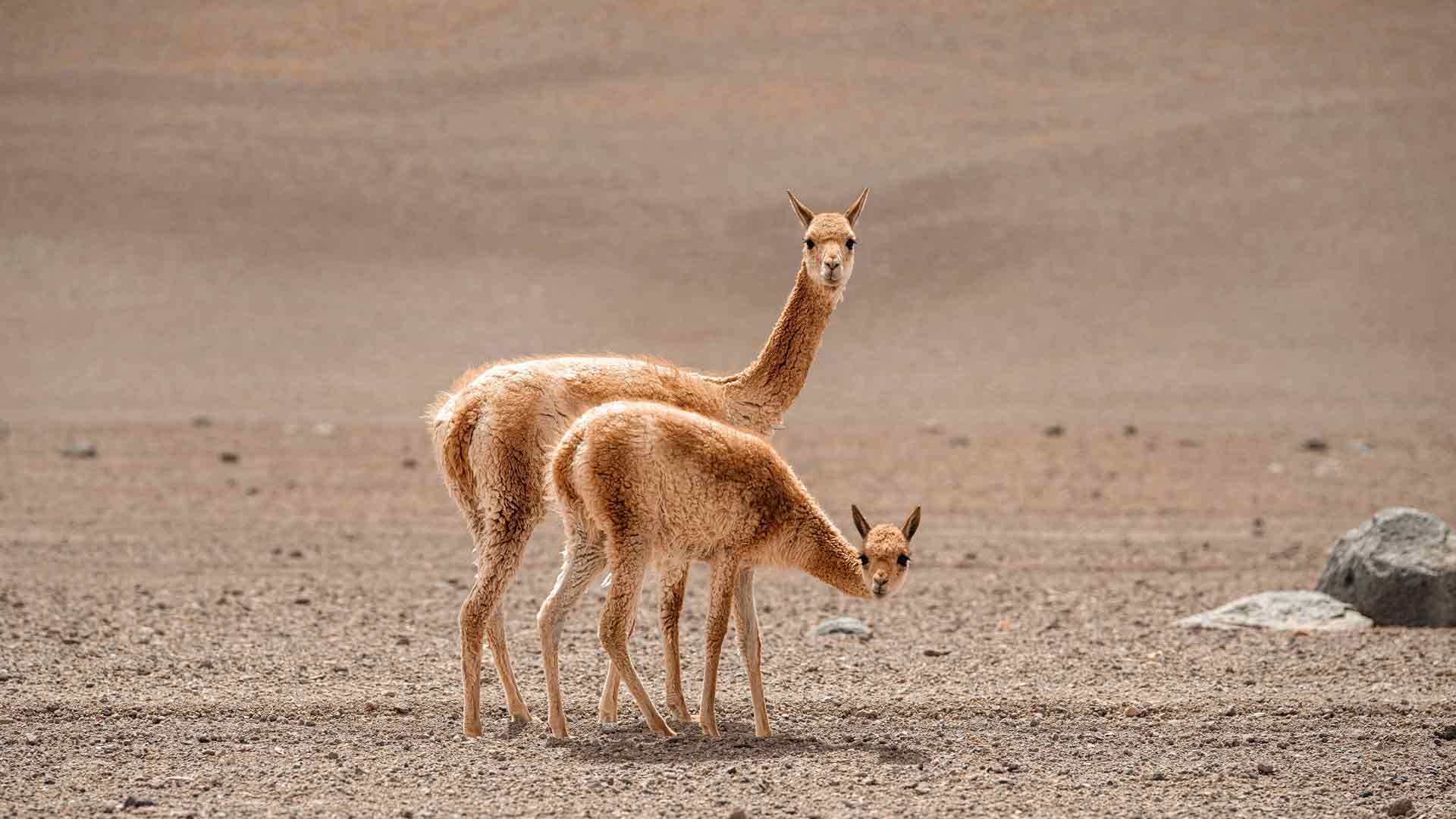 羊驼动物干旱沙漠乌尤尼玻利维亚 5K