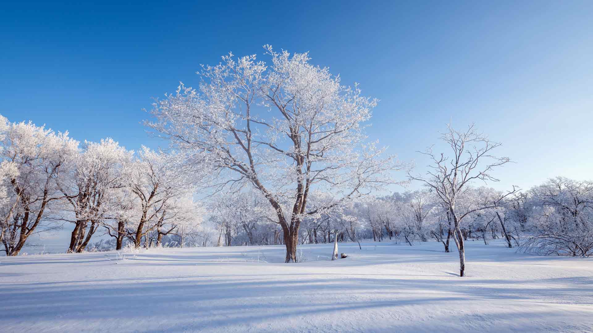 中国吉林冬季雾凇松树 自然 5K